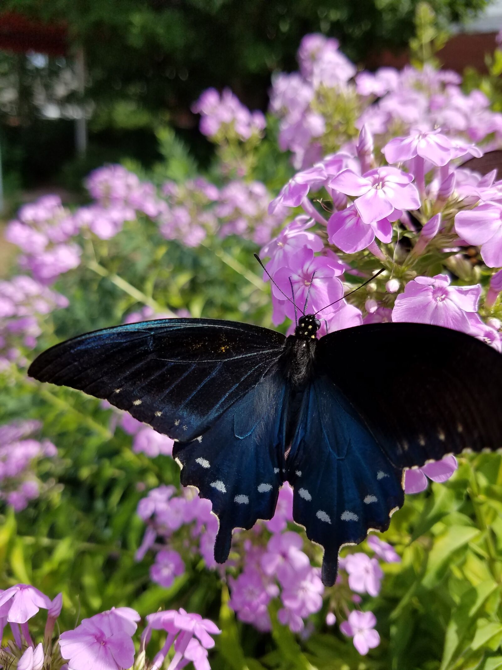 Samsung Galaxy S7 sample photo. Butterfly, flowers, nature photography