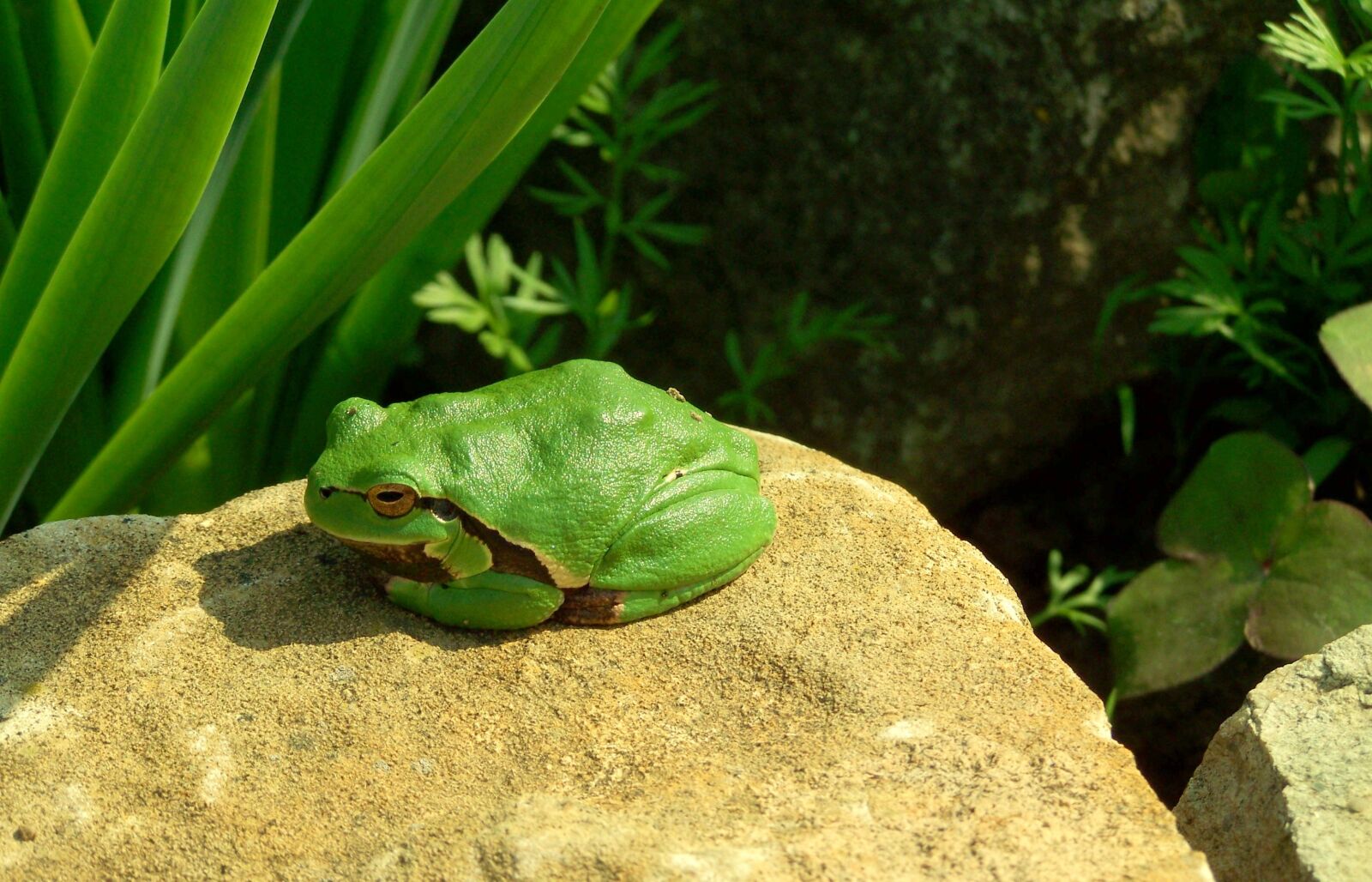 Kodak EASYSHARE ZD710 ZOOM DIGITAL CAMERA sample photo. Tree frog, green, amphibian photography