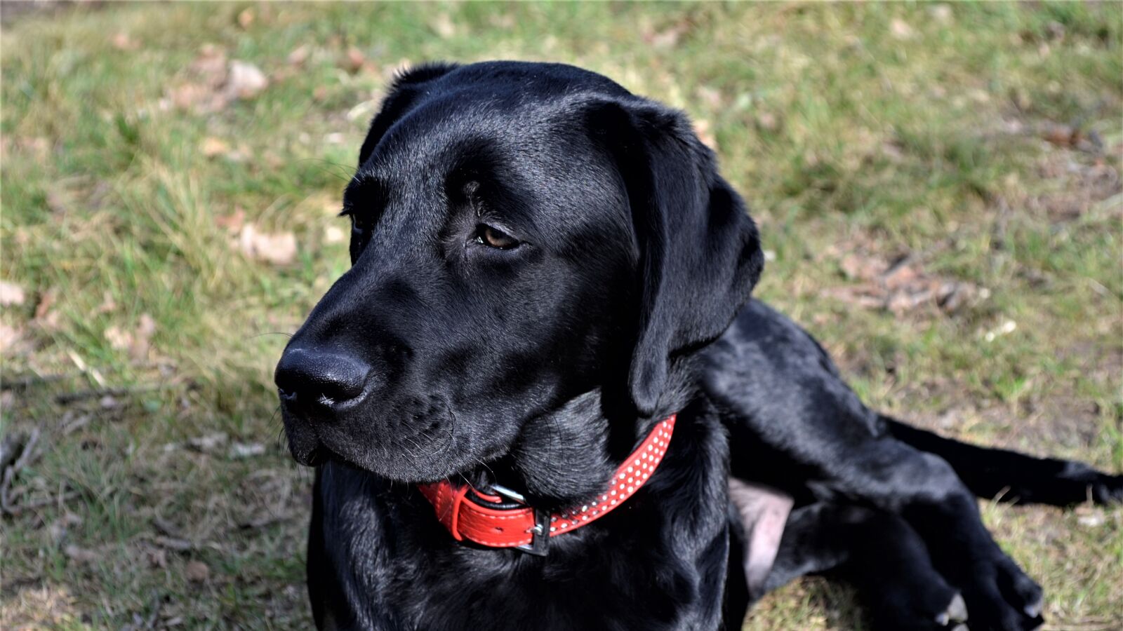 Nikon D5100 sample photo. Animal kingdom, dog, mammals photography