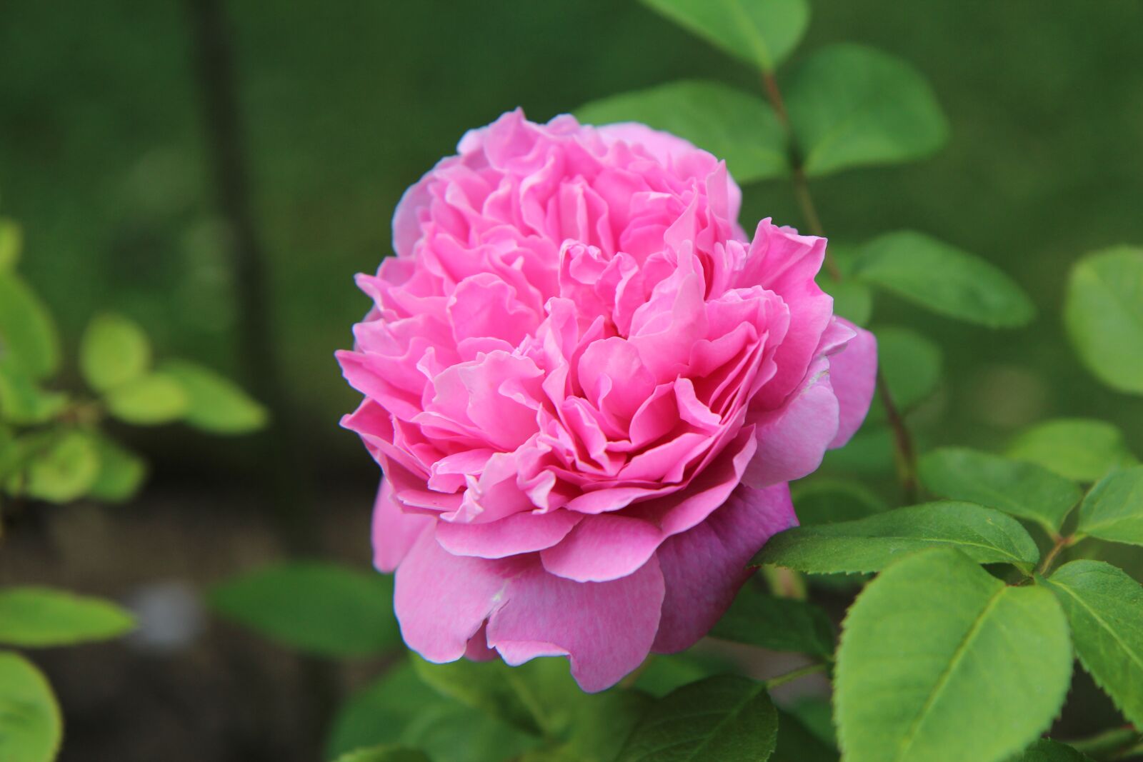 Canon EOS 600D (Rebel EOS T3i / EOS Kiss X5) sample photo. English rose, pink, rosebush photography