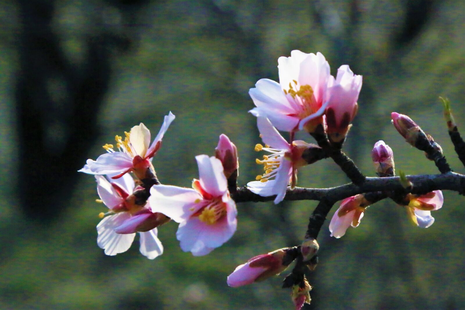 Canon EF 24-105mm F4L IS USM sample photo. Flowers, spring, nature photography
