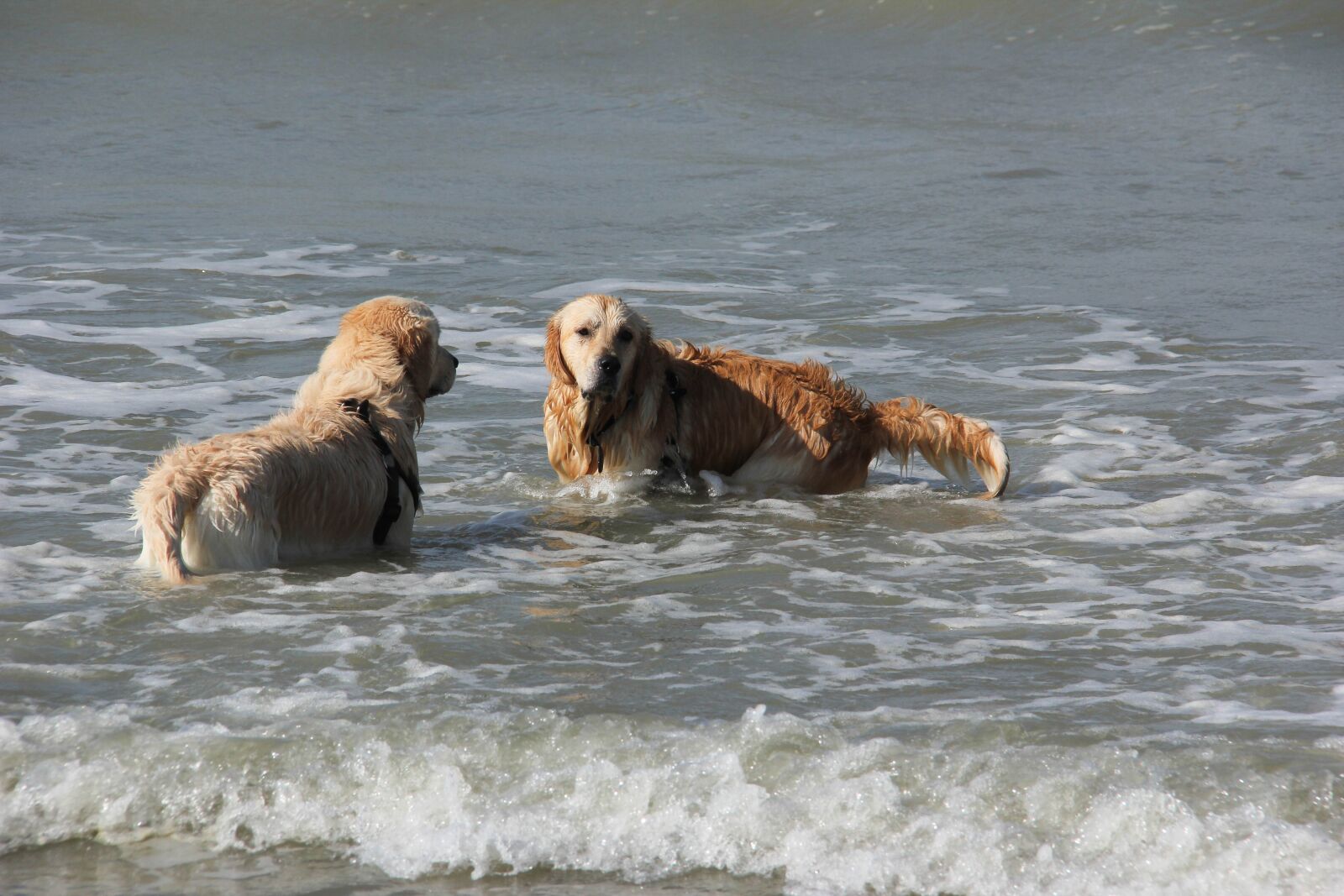 Canon EF-S 18-200mm F3.5-5.6 IS sample photo. Sea, animal kingdom, summer photography