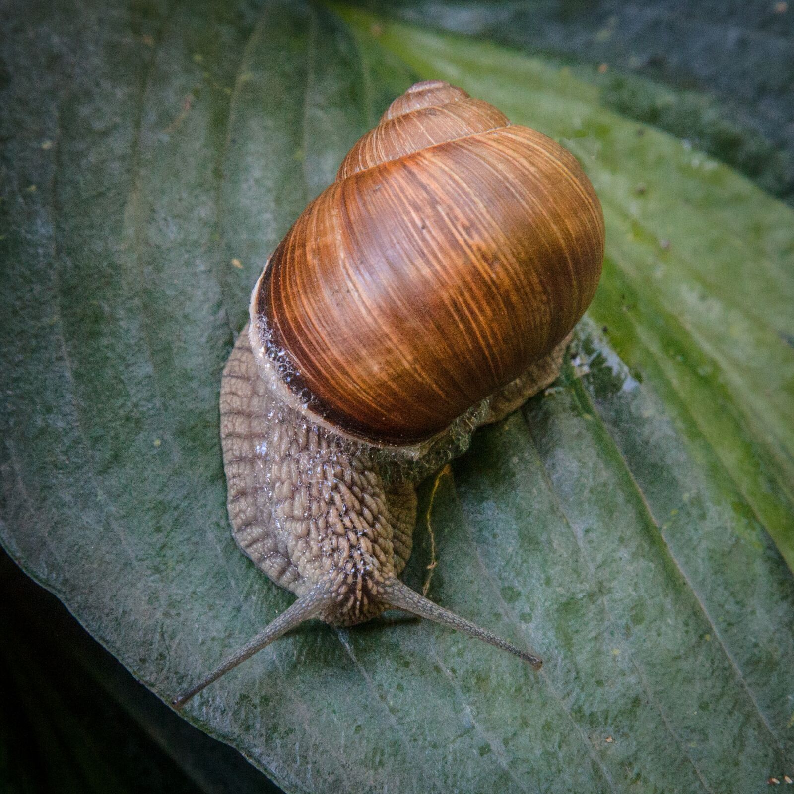 Canon EOS 5D Mark II sample photo. Snail, shell, mollusk photography
