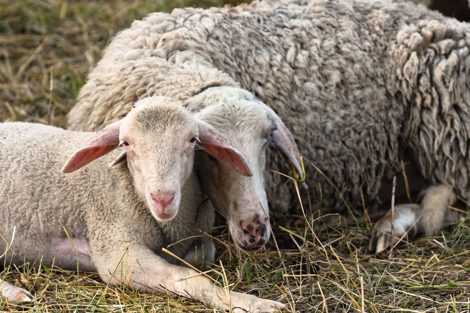 Nikon D7200 sample photo. Sheep, mom and child photography