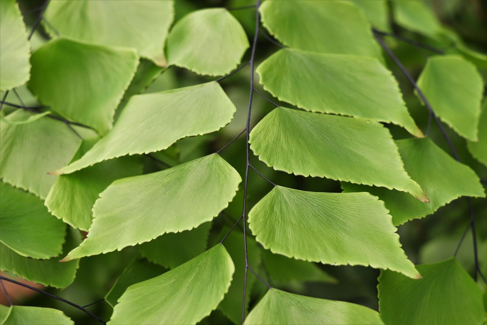 Canon EOS 77D (EOS 9000D / EOS 770D) sample photo. Green, sheet, leaves photography