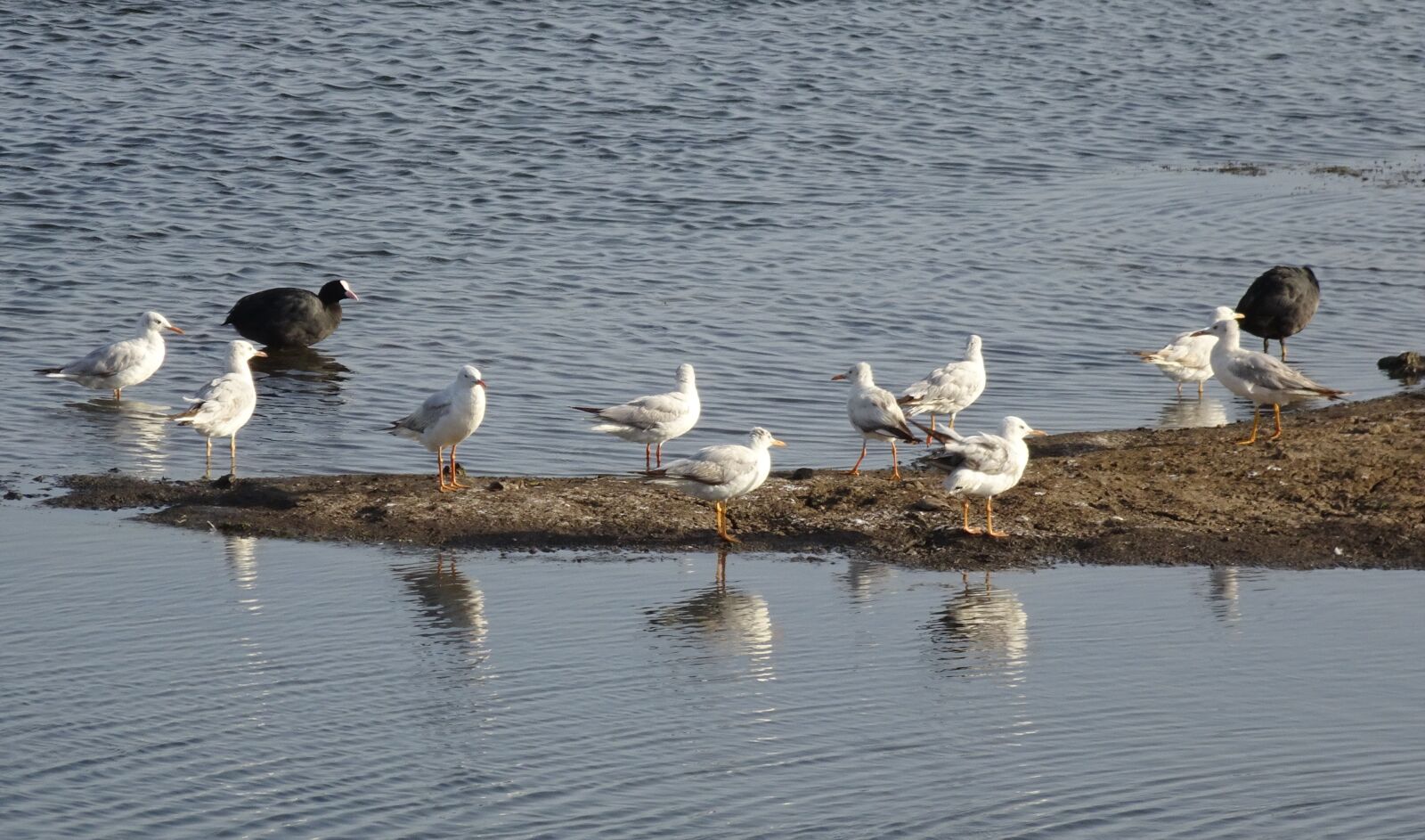 Sony Cyber-shot DSC-HX90V sample photo. Gull, bird, slender-billed gull photography