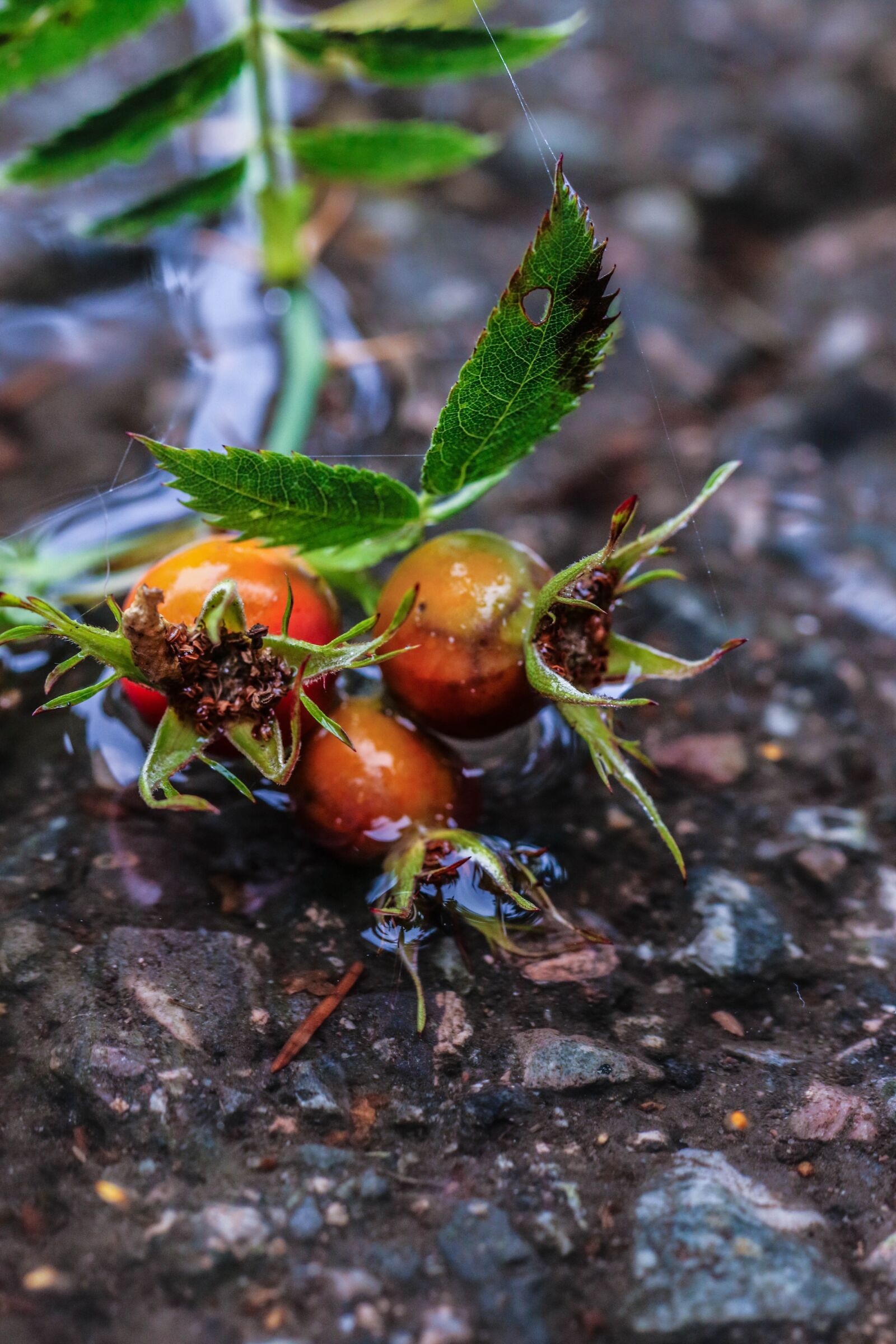 Canon EOS 7D Mark II sample photo. Rose-hip, herb, plant photography