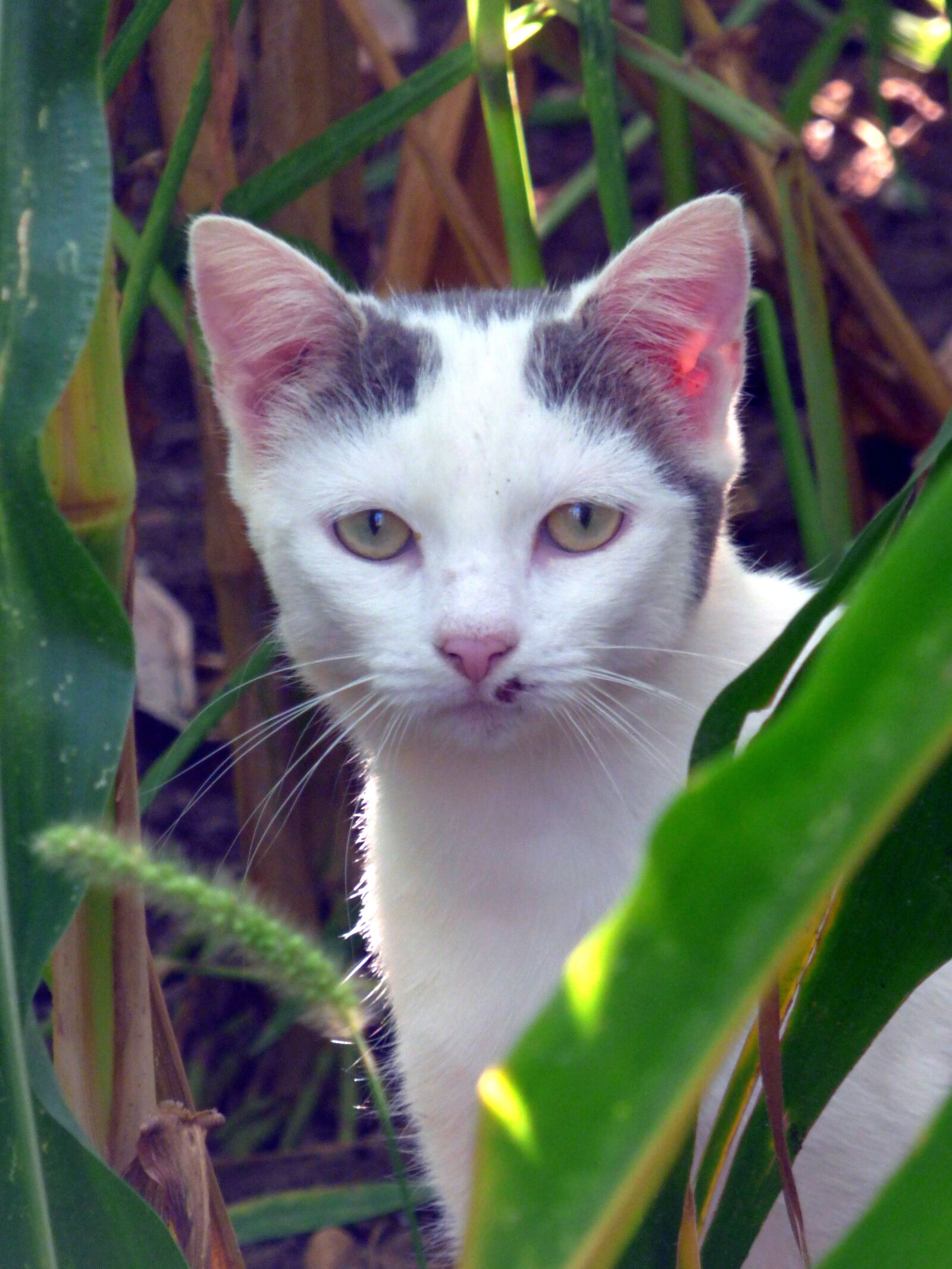 Panasonic DMC-FZ72 sample photo. Cat, animal, eyes photography