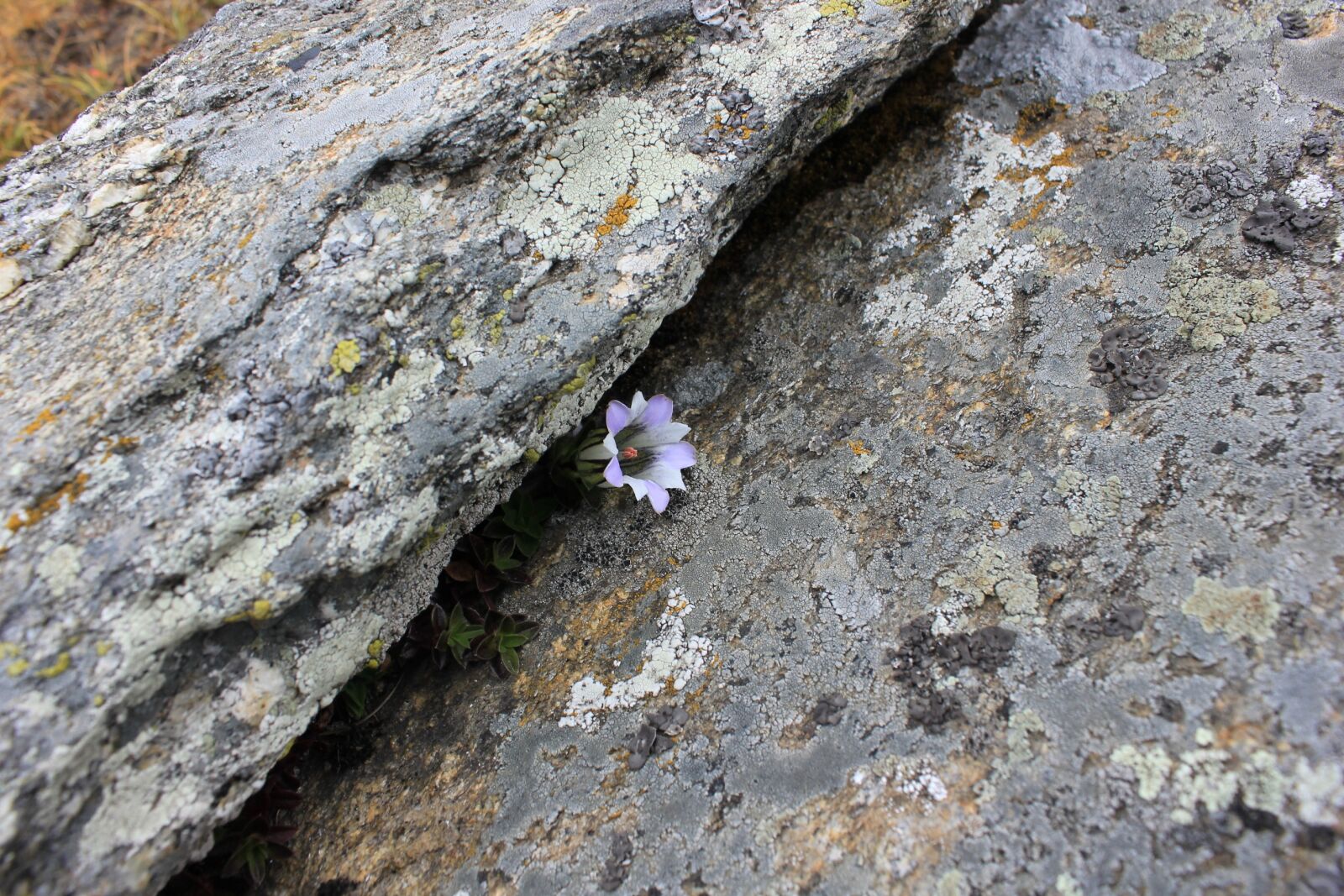 Canon EOS 550D (EOS Rebel T2i / EOS Kiss X4) sample photo. Flower, rocks, natural photography