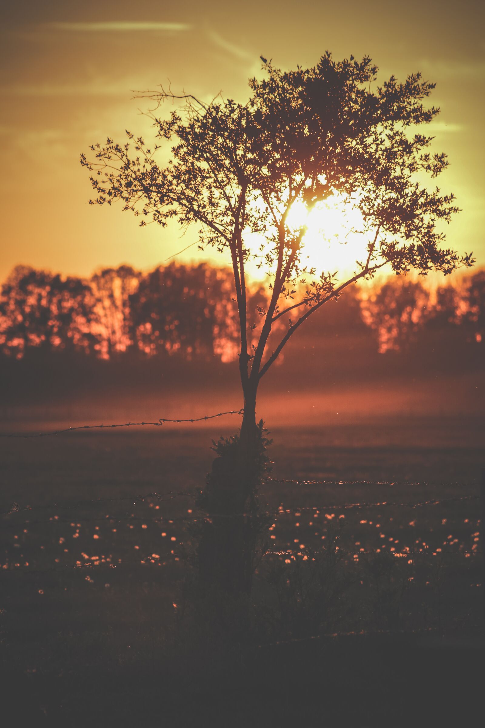 Canon EF75-300mm f/4-5.6 sample photo. Tree, sunset, nature photography