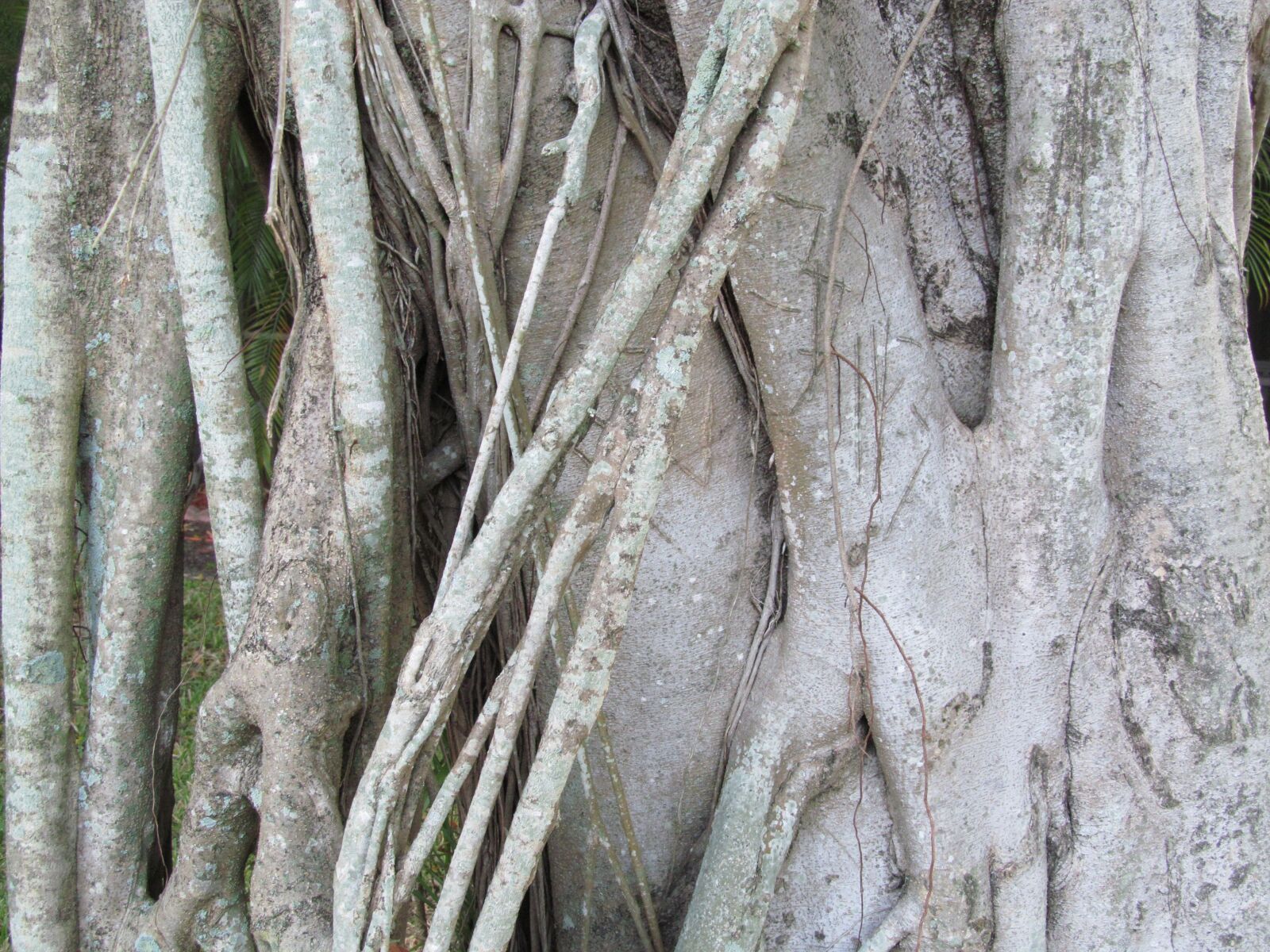 Canon PowerShot SX150 IS sample photo. Tree, trunk, wood photography