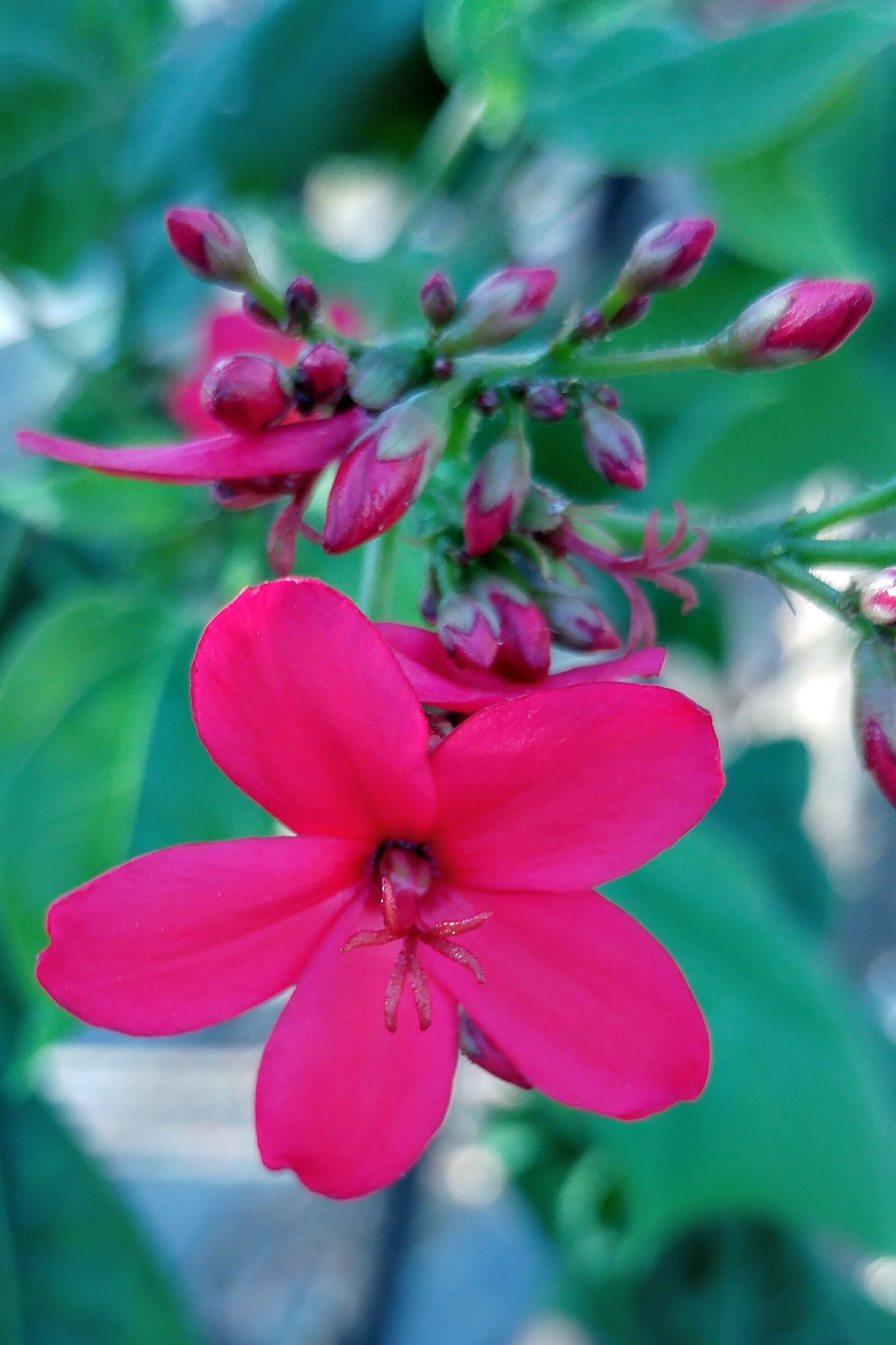 LG G5 sample photo. Red tiny flower, bud photography