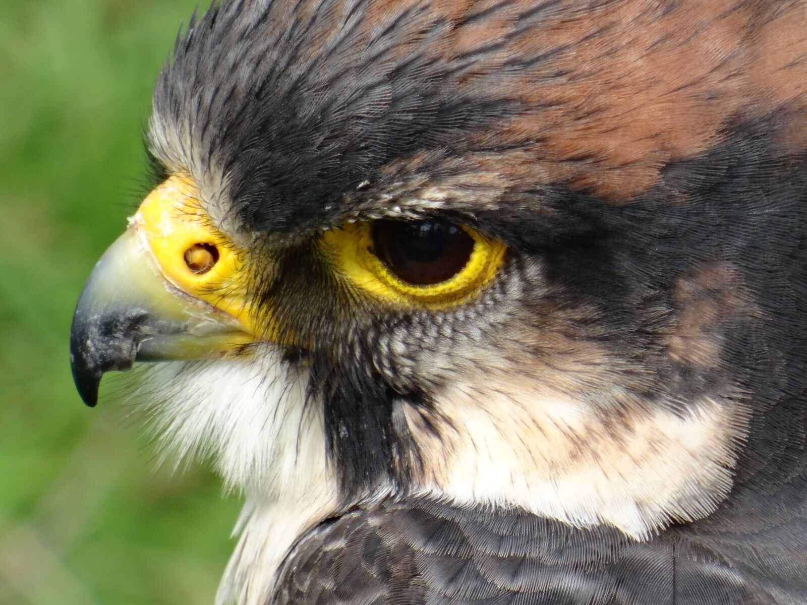 Sony DSC-HX50 sample photo. Falcon, bird centre, close photography