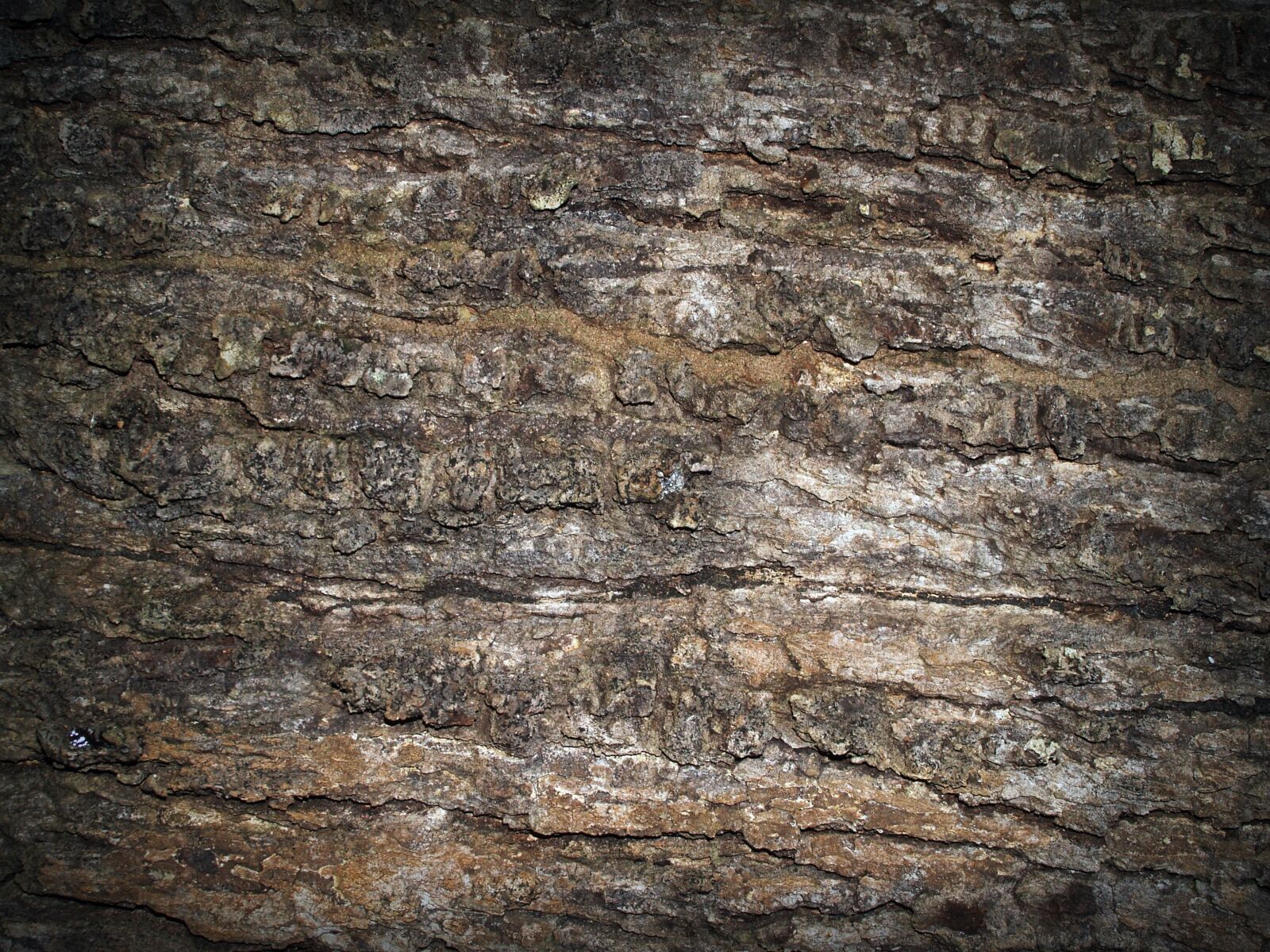 Olympus E-300 (EVOLT E-300) sample photo. Bark, tree, wood photography