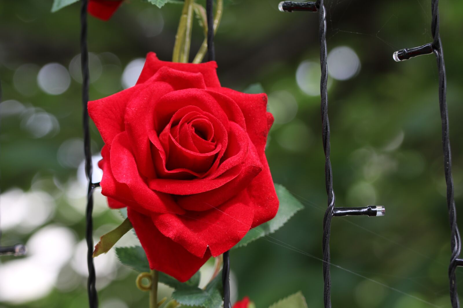 Canon EOS 750D (EOS Rebel T6i / EOS Kiss X8i) sample photo. Rose, flowers, beautiful photography