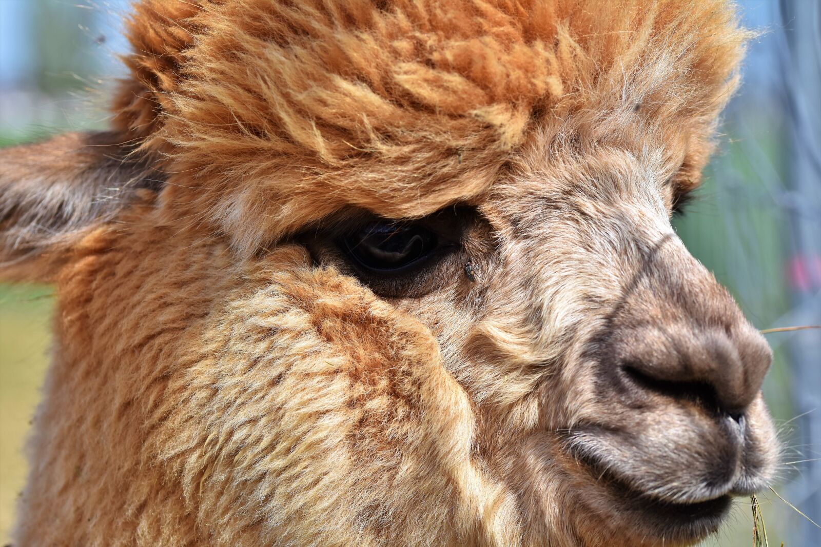 Nikon D7200 sample photo. Alpaca, camel, furry photography
