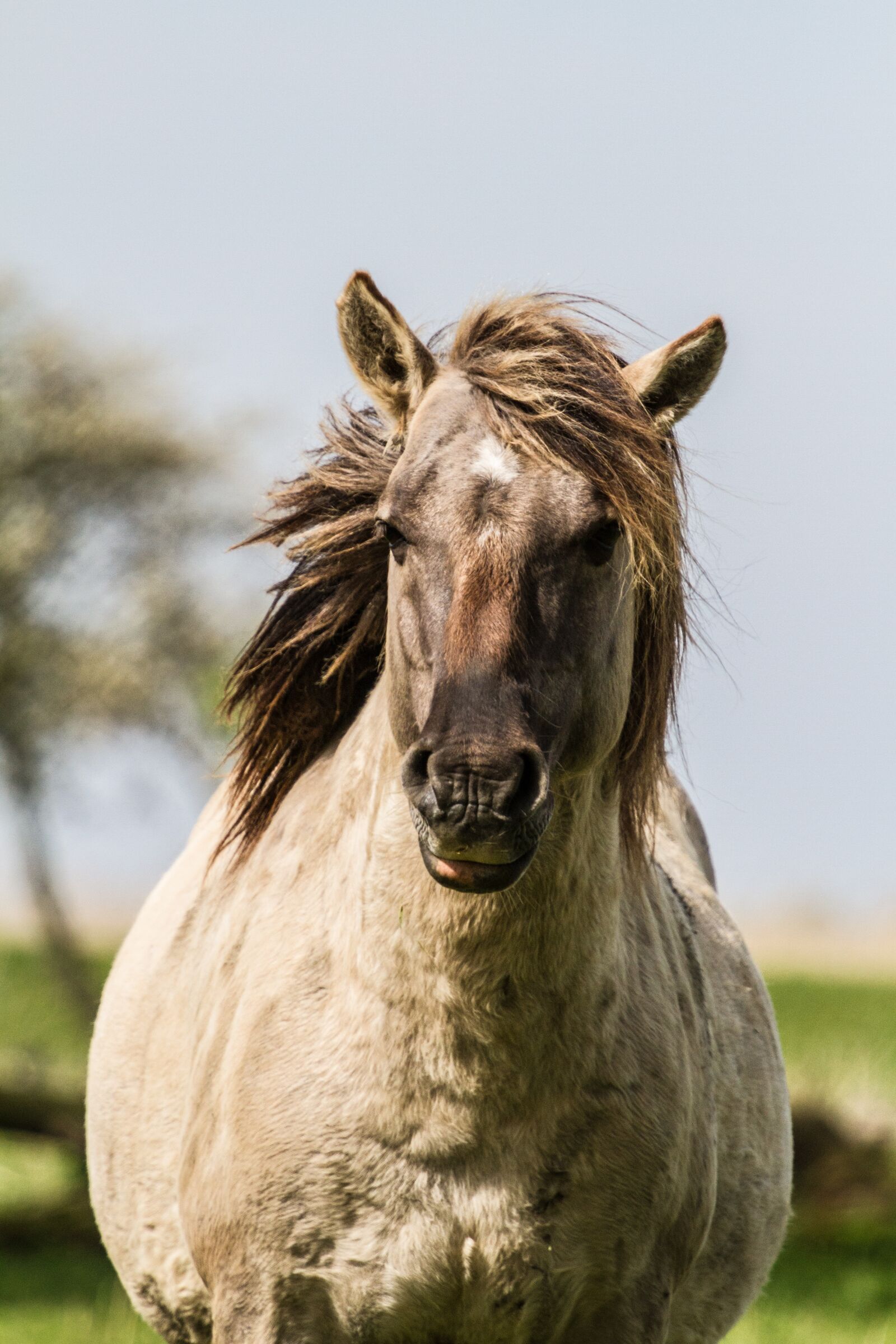 Canon EOS 7D + Canon EF 70-200mm F4L IS USM sample photo. Horse, oostvaardersplassen, wild photography