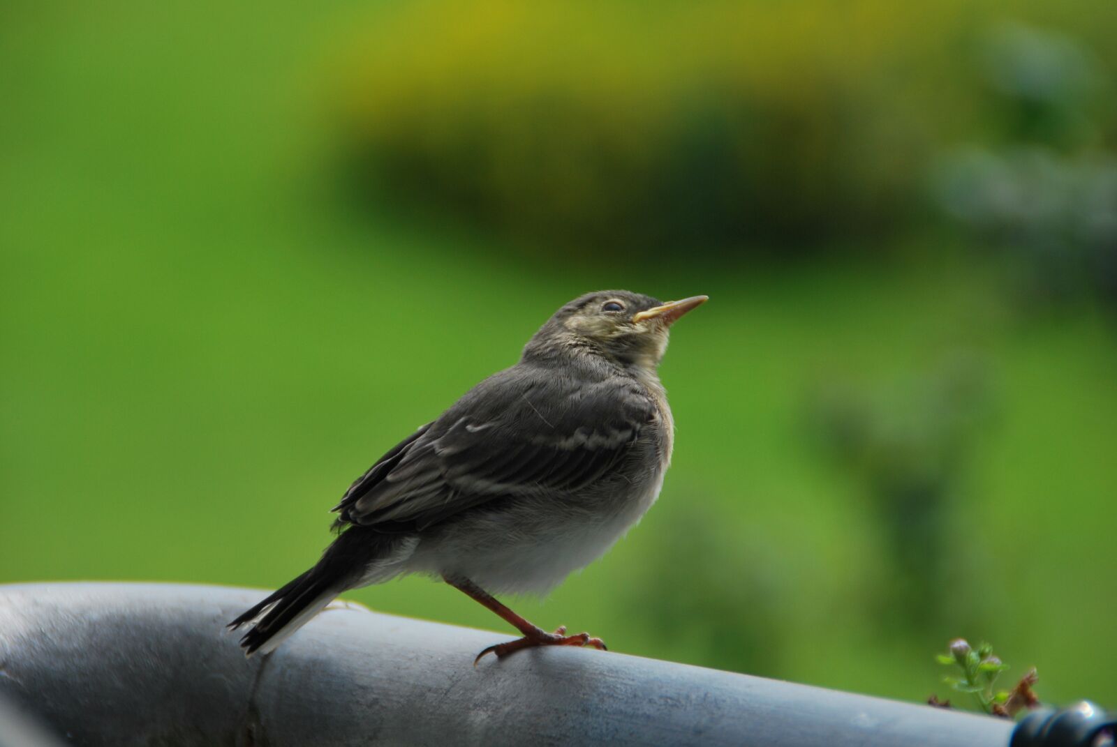 Nikon D60 sample photo. Young bird, white wagtail photography