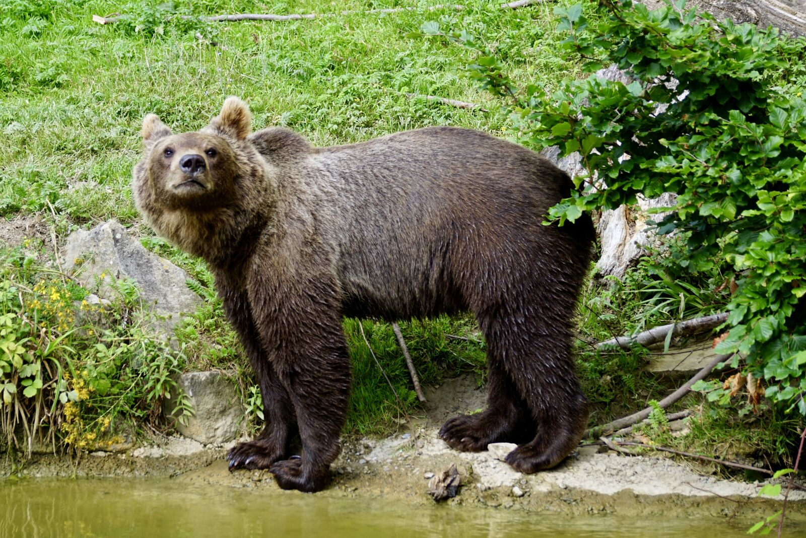 Sony DT 55-300mm F4.5-5.6 SAM sample photo. Brown bear, young animal photography