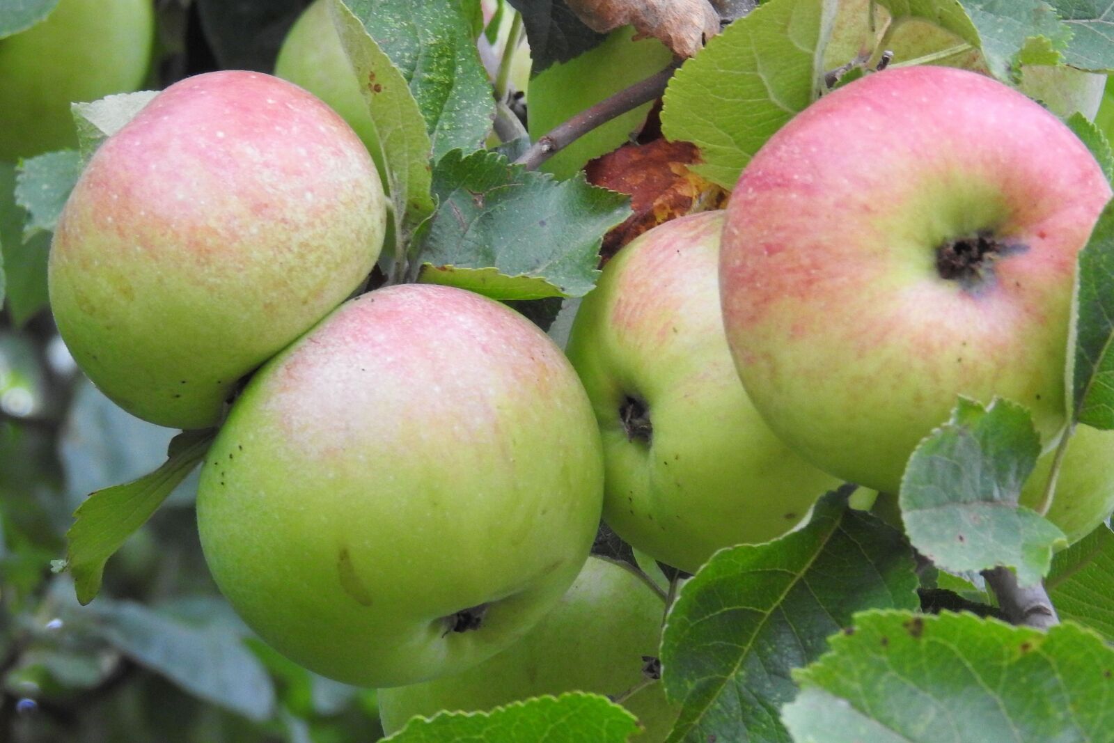 Nikon Coolpix P900 sample photo. Apple, apple tree, fruit photography
