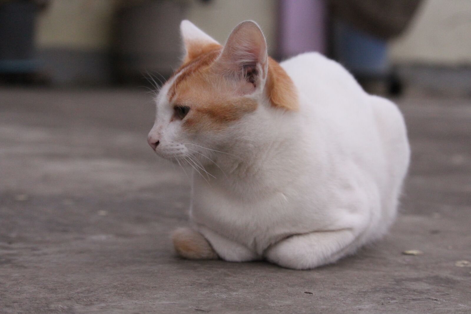 Canon EF-S 55-250mm F4-5.6 IS STM sample photo. Kitten, cute, cat photography