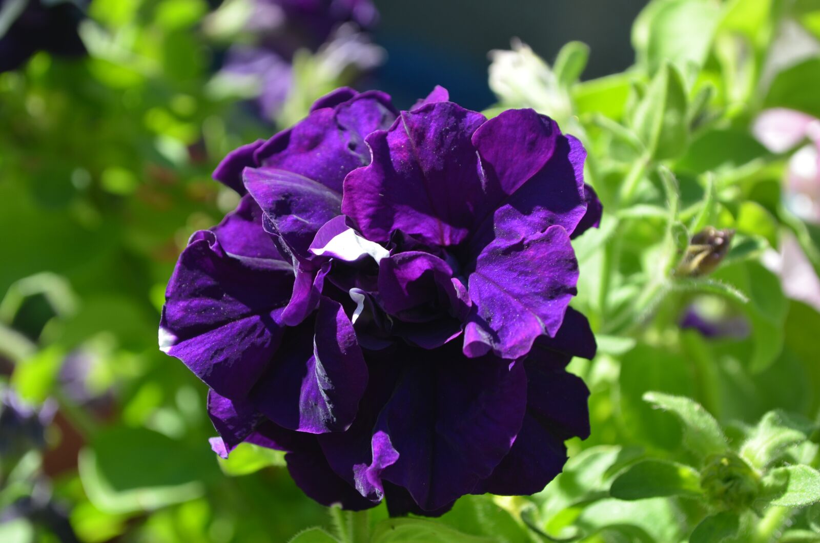 Nikon D5100 sample photo. Petunia, flower, purple photography