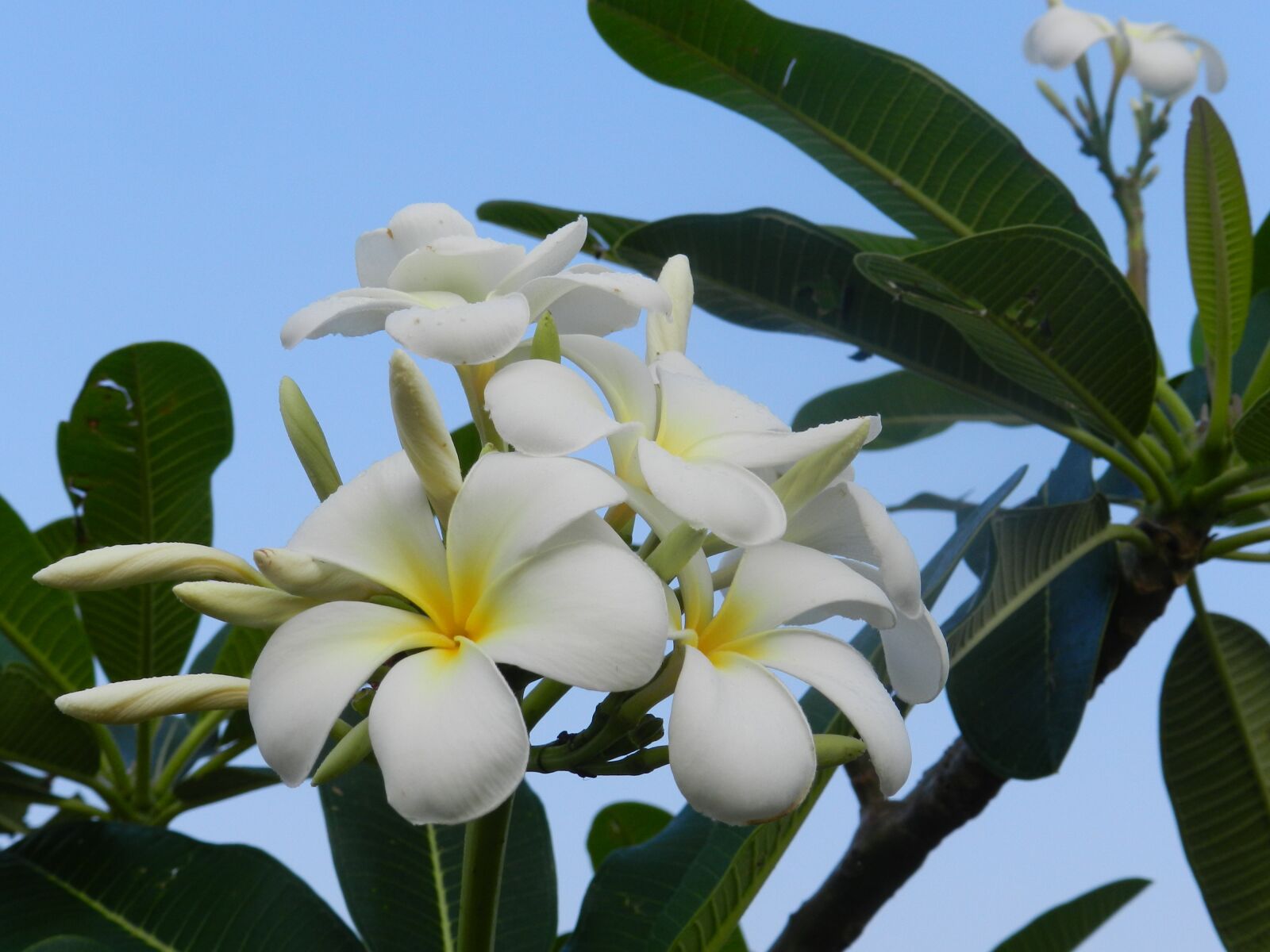 Nikon Coolpix P500 sample photo. Fragrant flowers, white flowers photography
