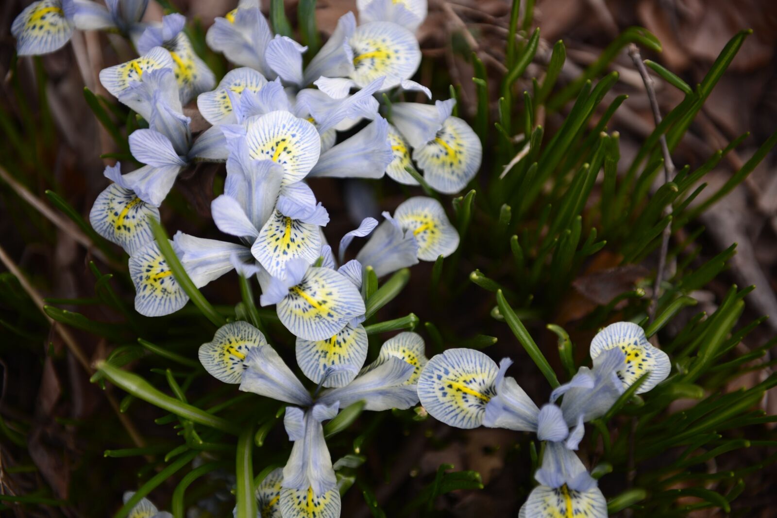 Nikon D610 sample photo. Canadian, spring, flowers photography