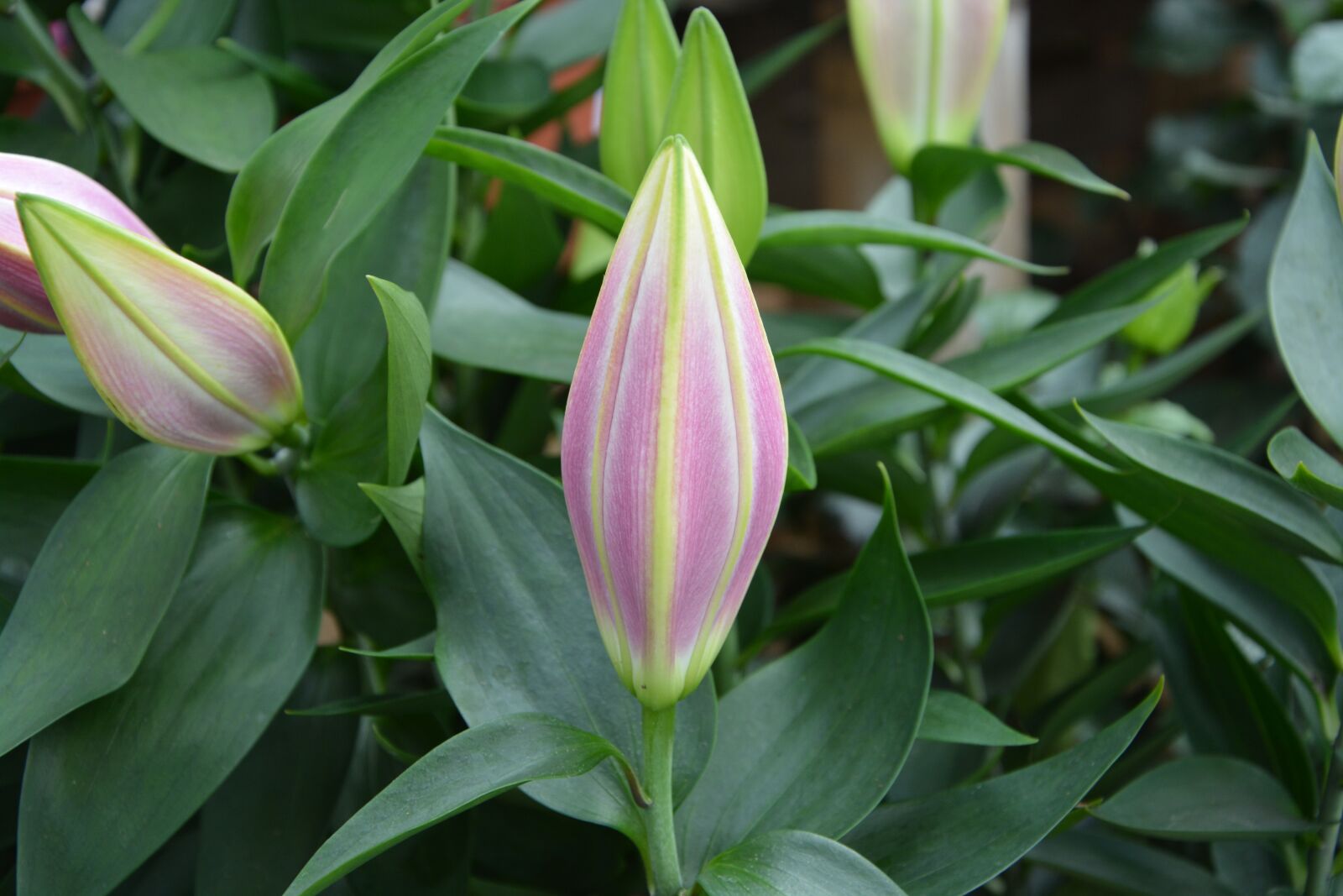 Nikon D5200 sample photo. Flowers, lily, buttons photography
