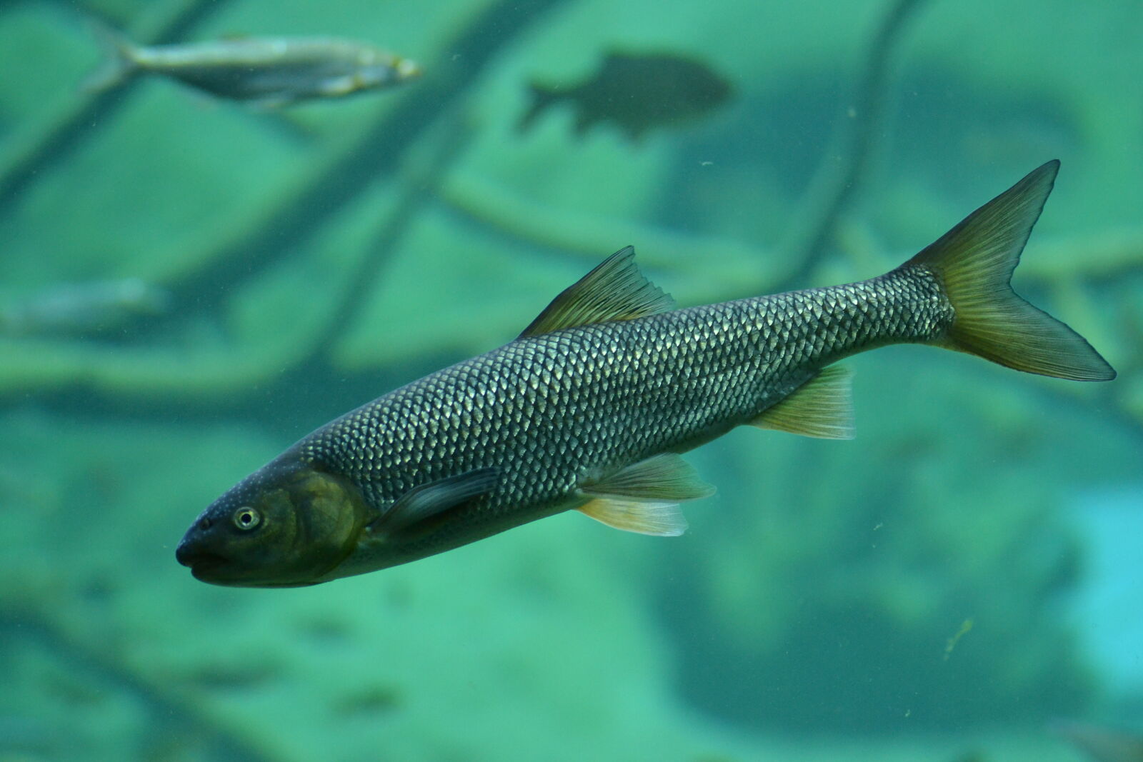 Nikon D3100 sample photo. Aquarium, close, up, view photography