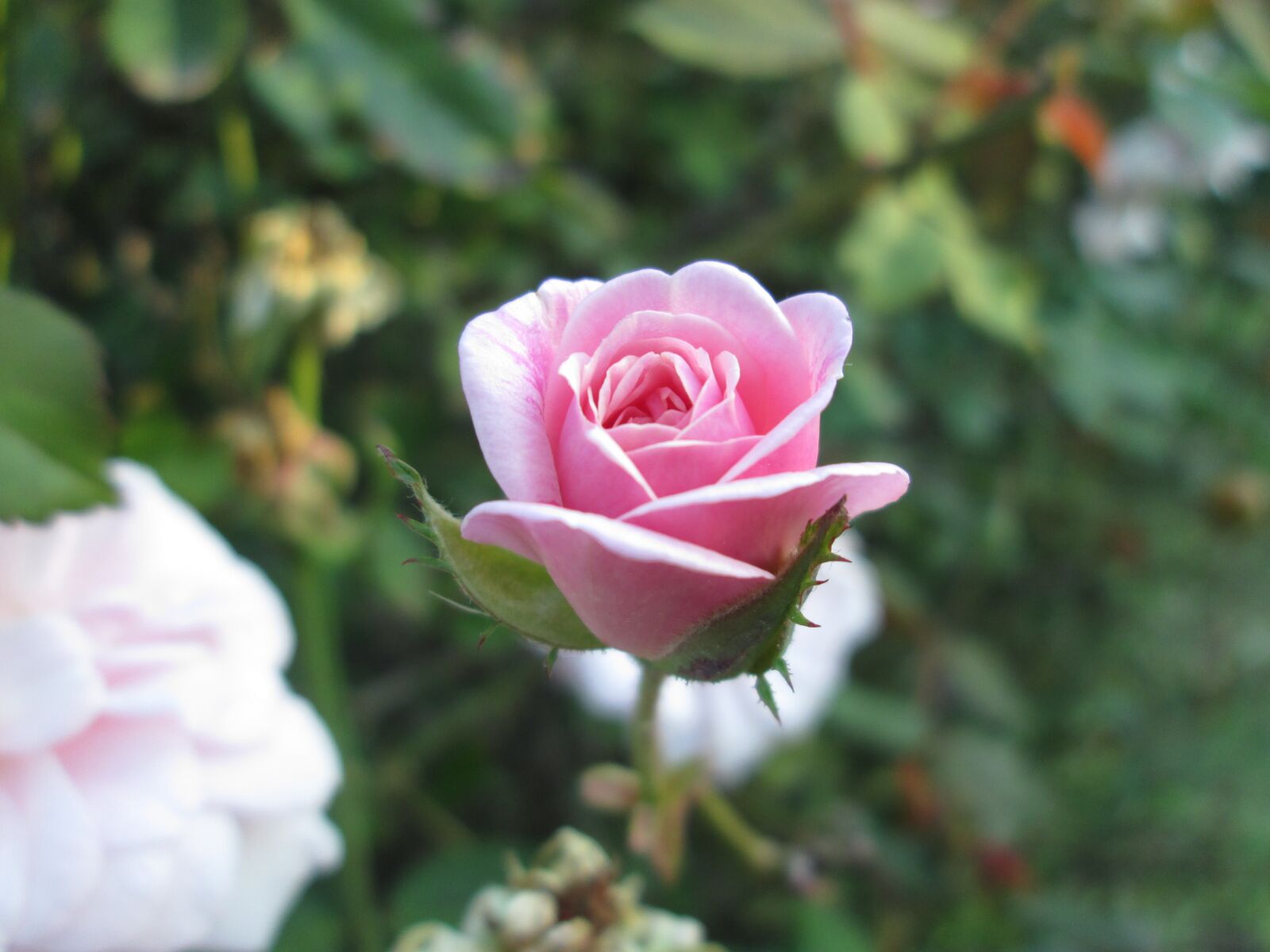 Canon PowerShot A3400 IS sample photo. Rose, pink, flower photography