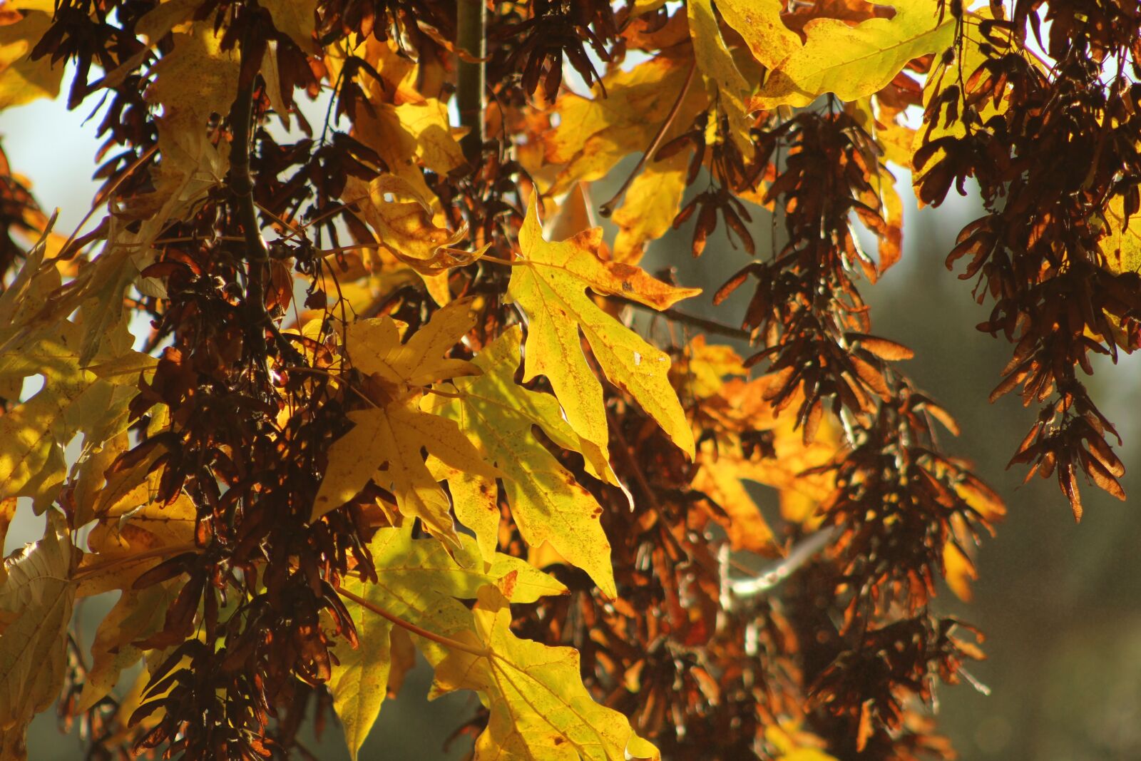 Canon EOS 1300D (EOS Rebel T6 / EOS Kiss X80) sample photo. Leaf, fall, autumn photography