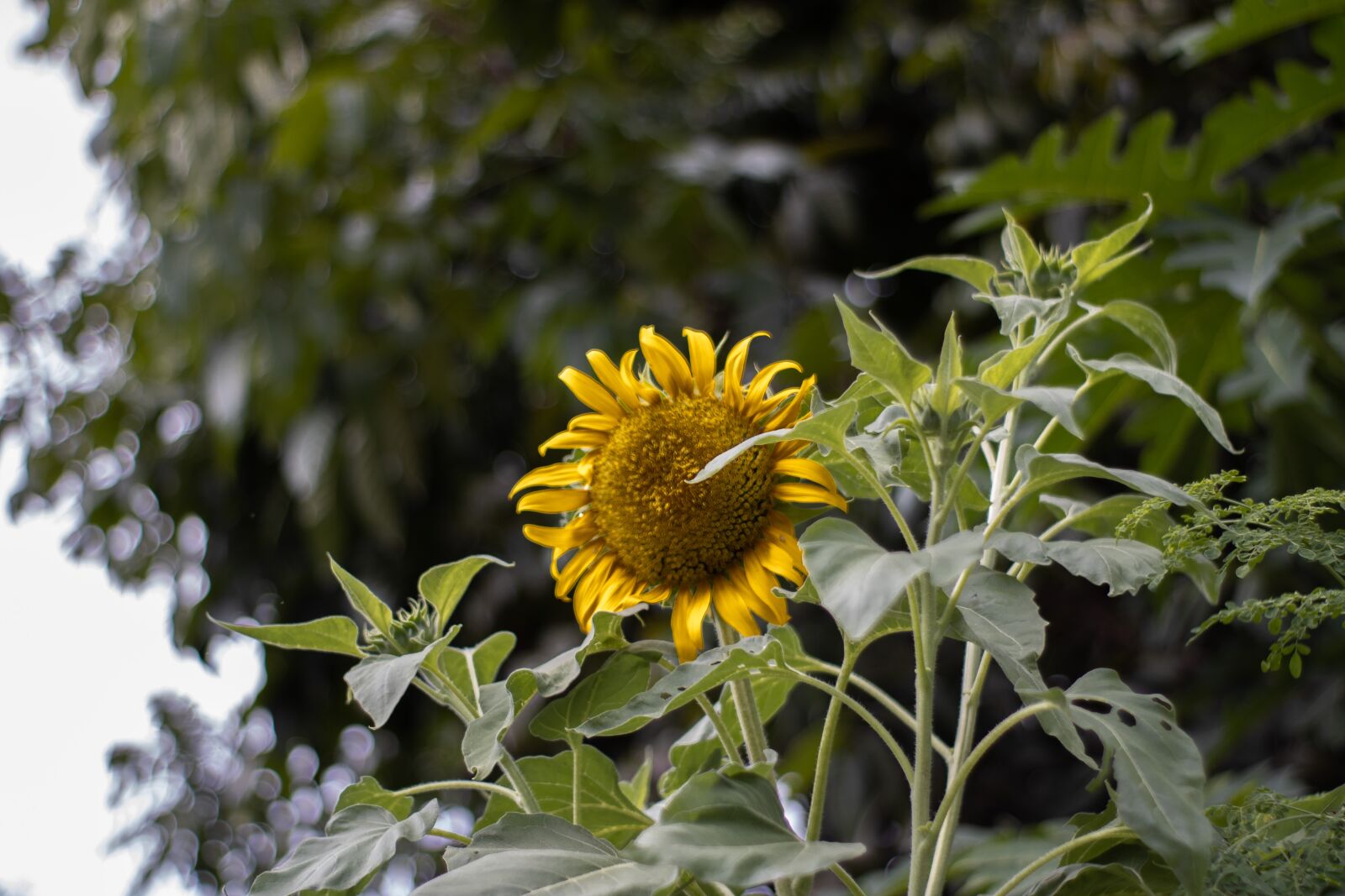 Canon EOS 2000D (EOS Rebel T7 / EOS Kiss X90 / EOS 1500D) sample photo. Sunflower, flower, yellow photography