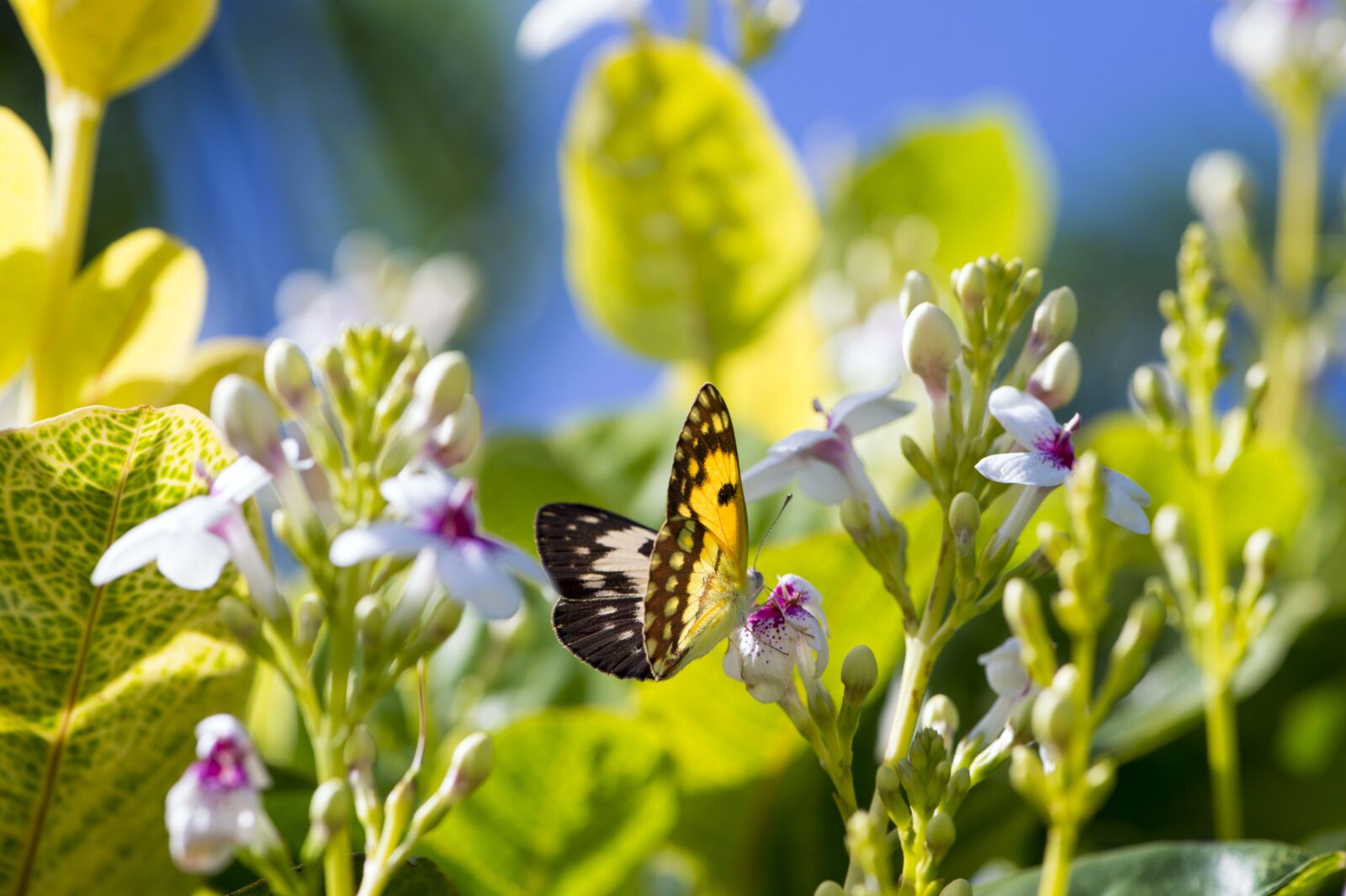 Nikon D4S sample photo. Butterfly, africa, garden photography