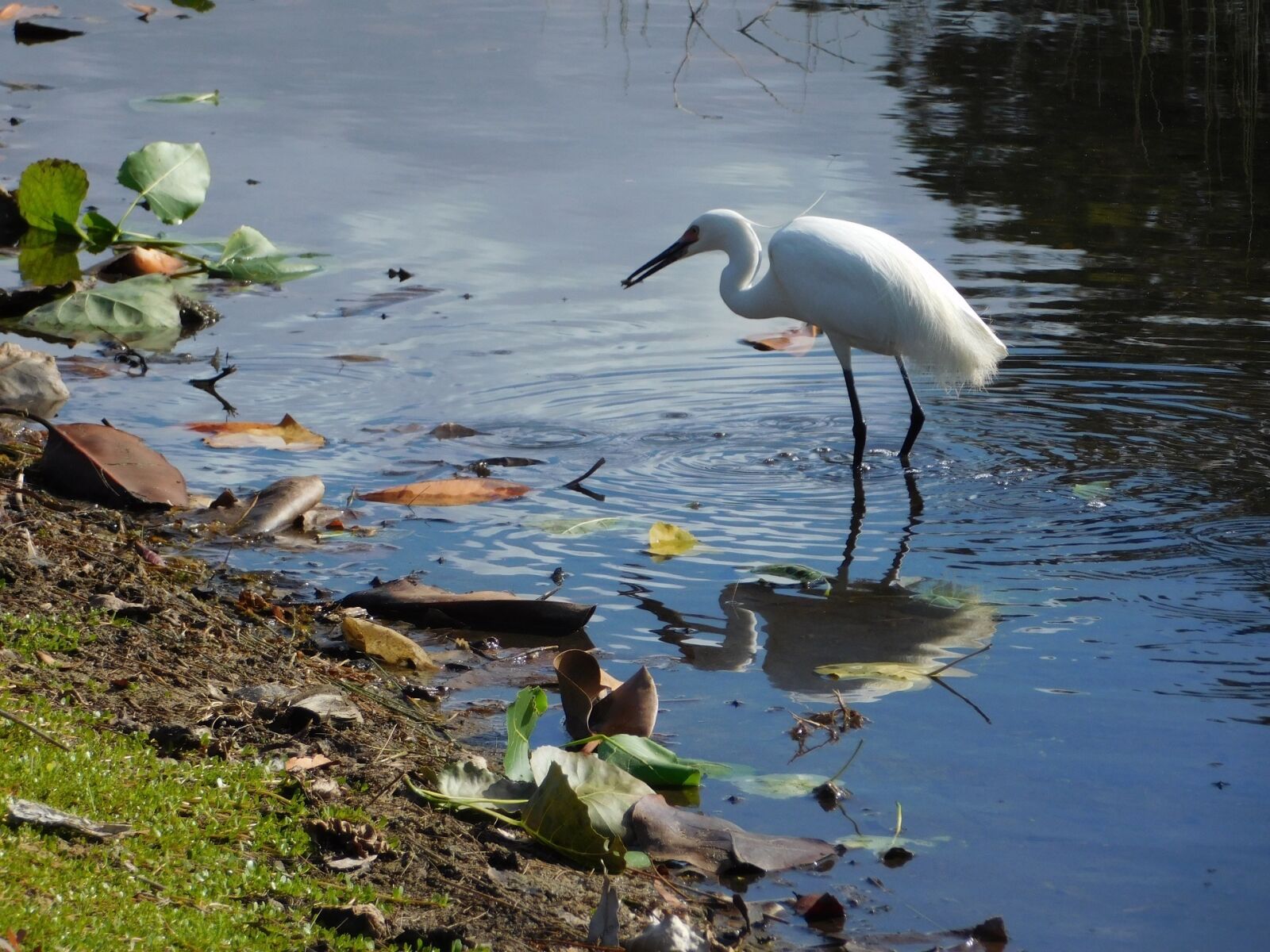 Nikon Coolpix L840 sample photo. Little egret, bird, portrait photography