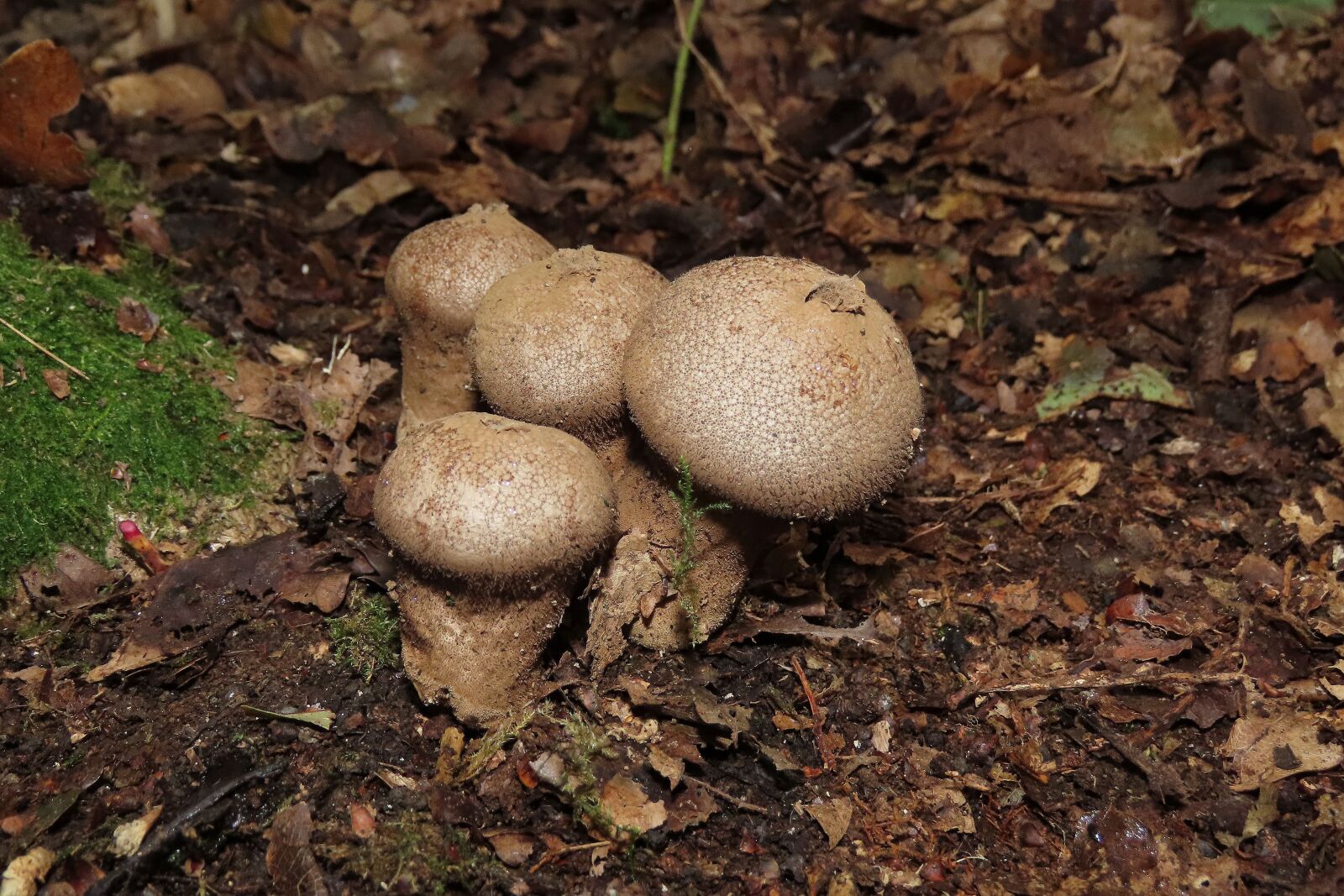 Canon PowerShot SX70 HS sample photo. Fungi, puffball, mushroom photography