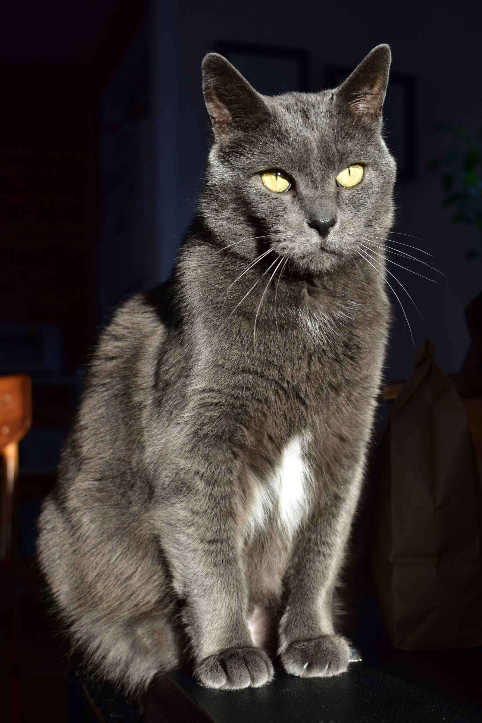 Nikon D3500 sample photo. Cat, feline, animal photography