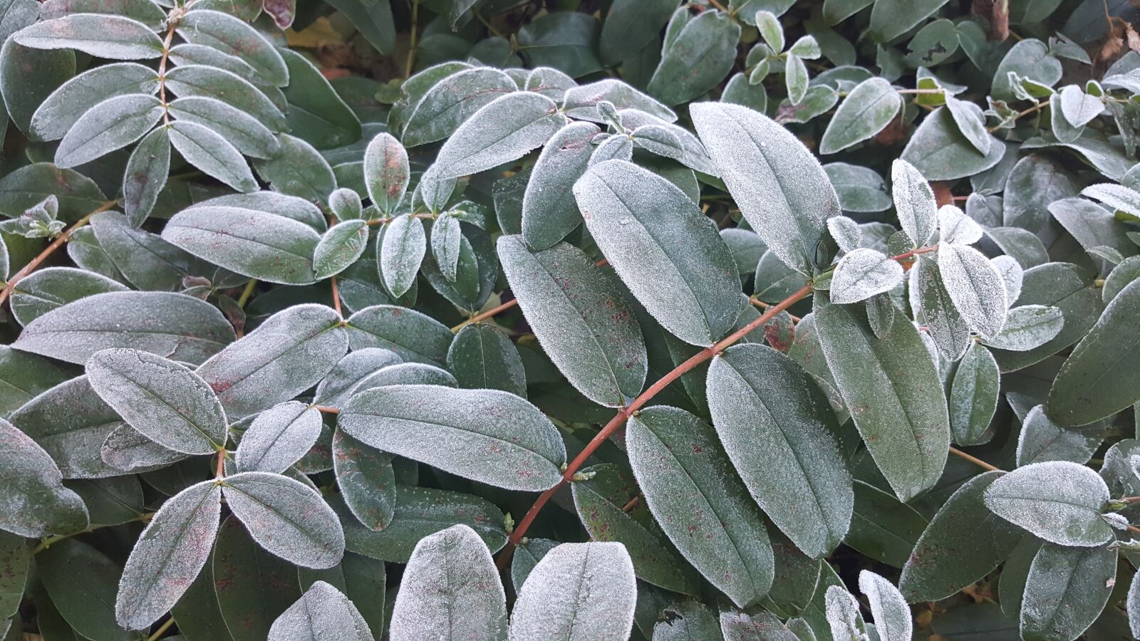 Samsung GALAXY S6 edge sample photo. Winter, plant, garden photography