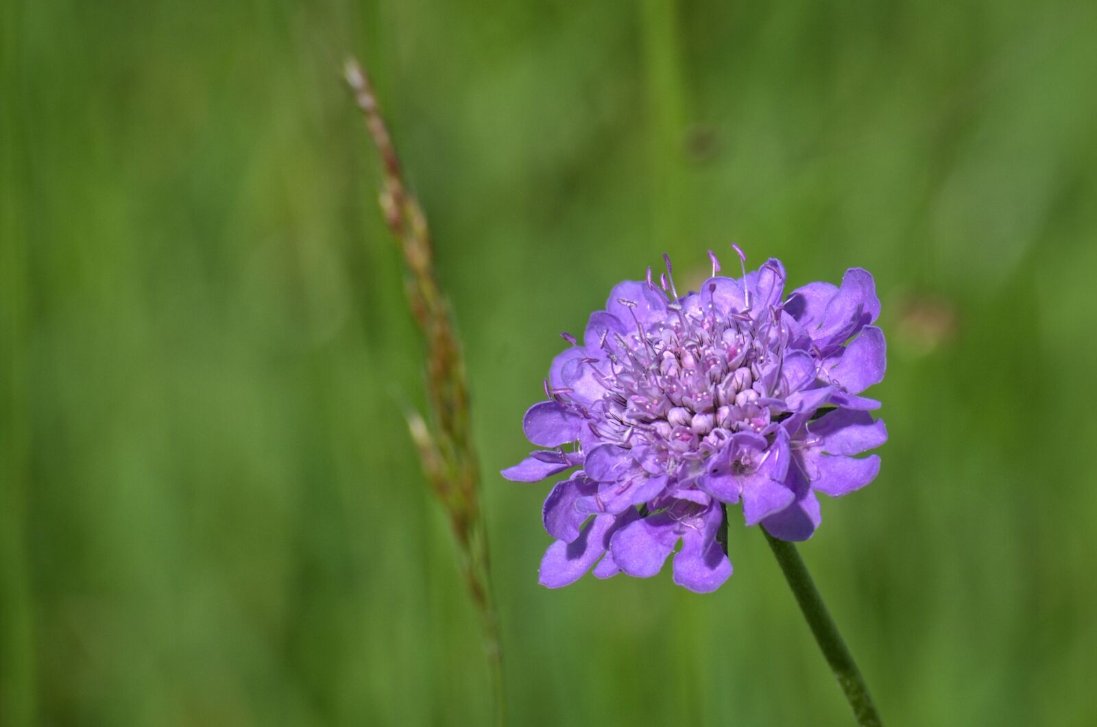 55.0-200.0mm f/4.0-f/5.6 sample photo. Field scabious, plant, purple photography