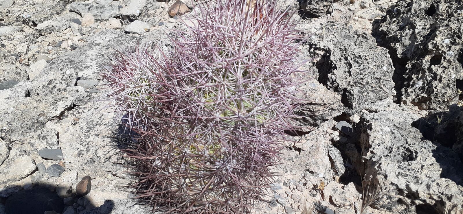 Samsung Galaxy A20 sample photo. Cactus, desert, plant photography