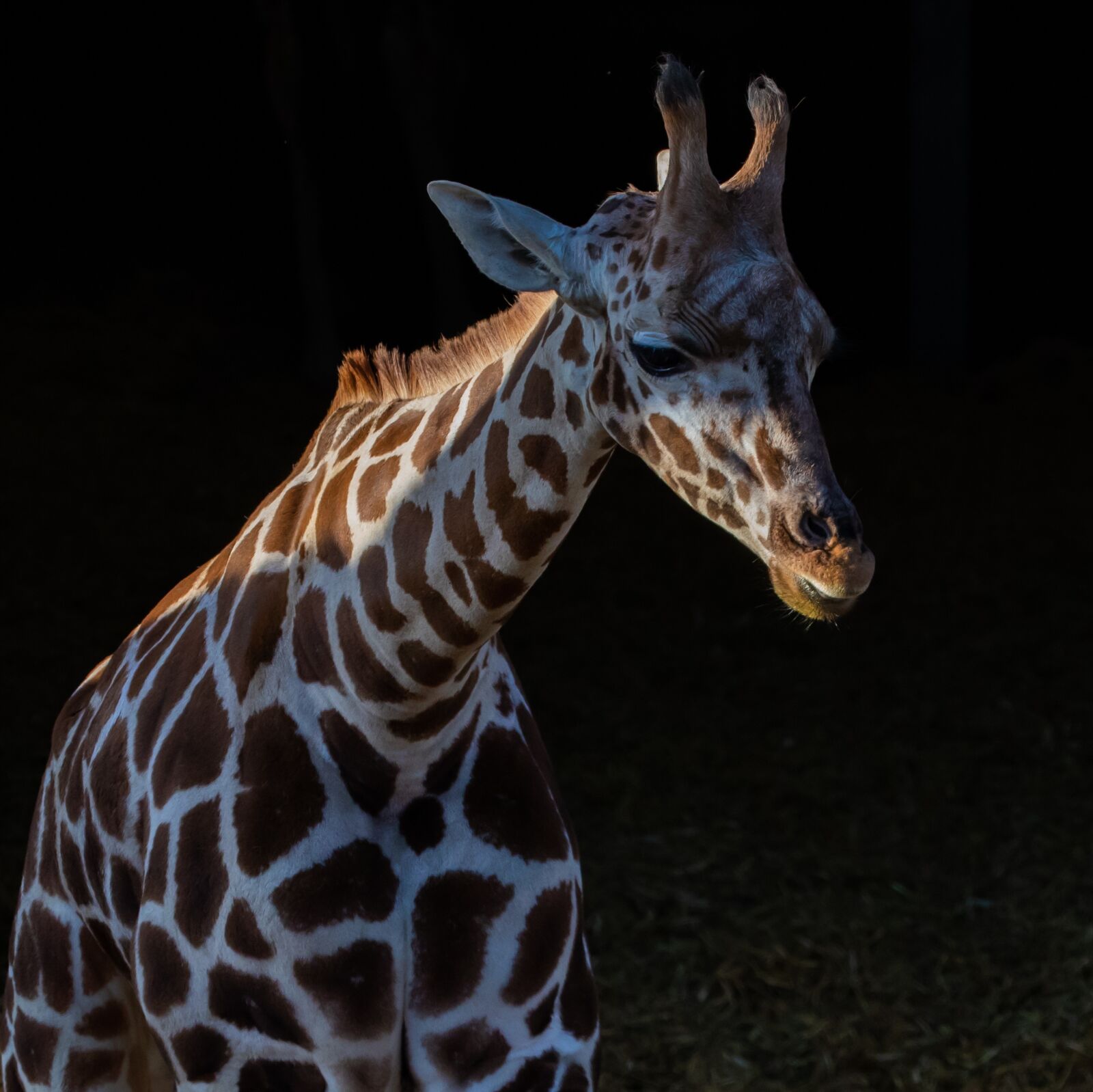 Canon EOS 7D Mark II sample photo. Rothschild giraffe, giraffe, long photography