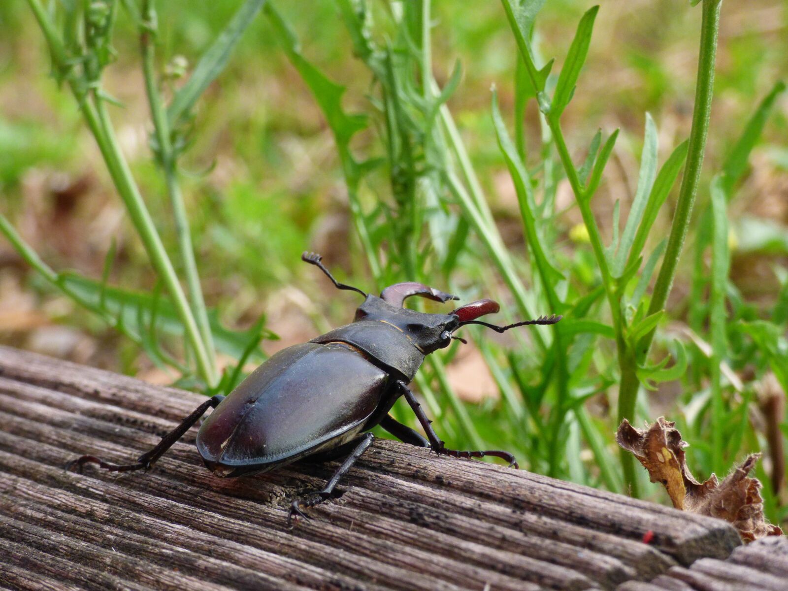 Panasonic DMC-FZ72 sample photo. Stag beetle, insect, wild photography
