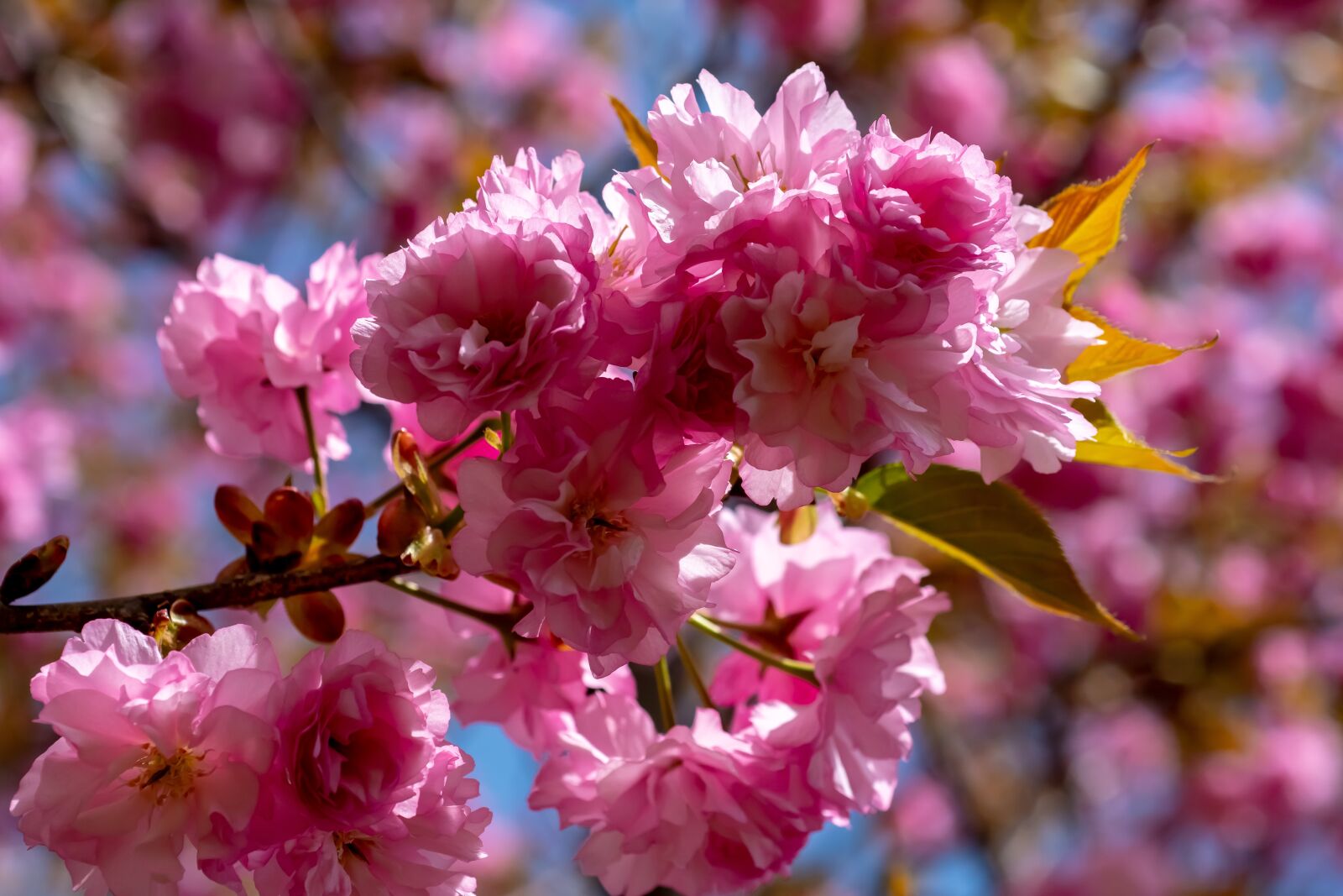 Nikon D500 sample photo. Flower, flora, nature photography