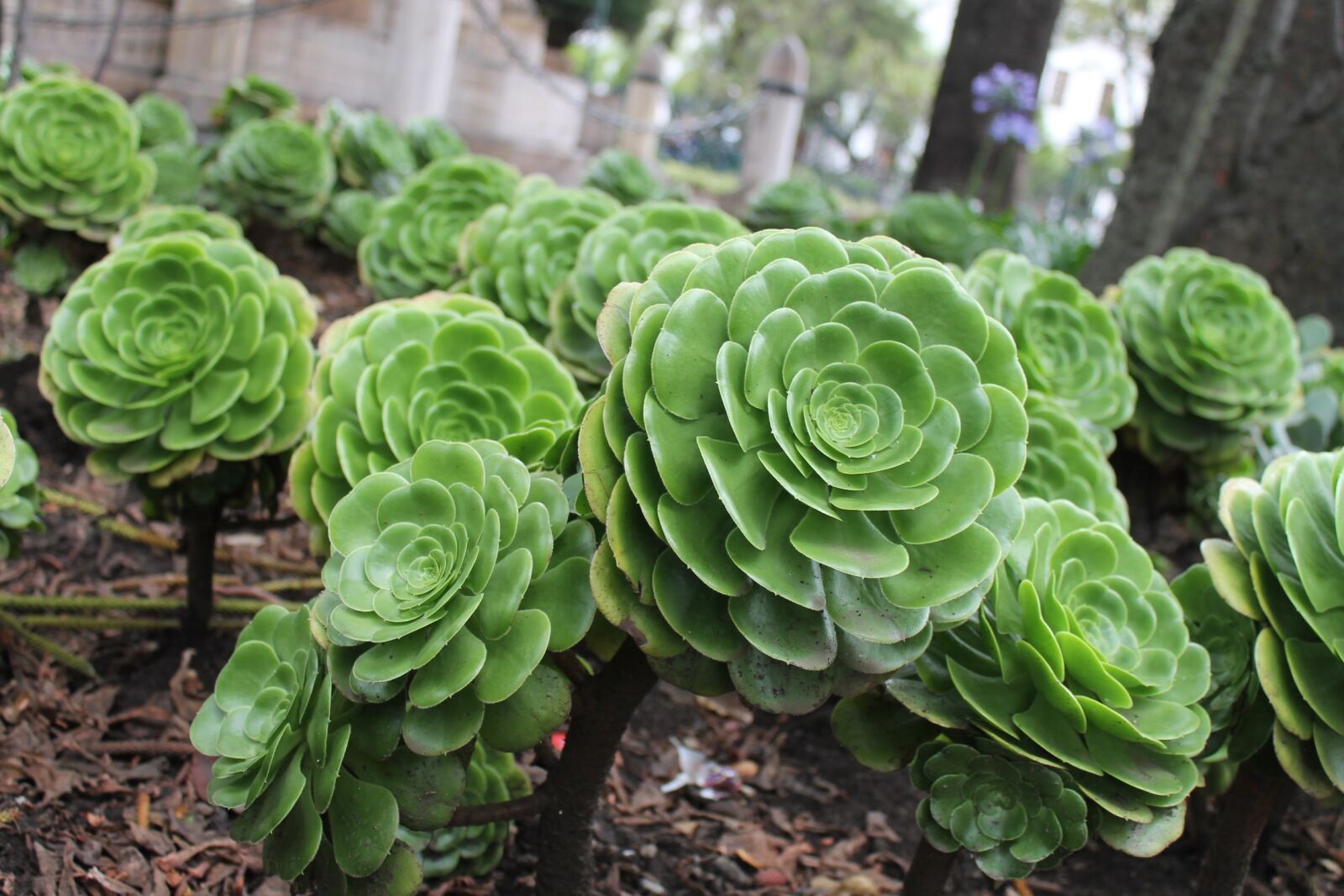 Canon EOS 1100D (EOS Rebel T3 / EOS Kiss X50) sample photo. Green, plant, nature photography