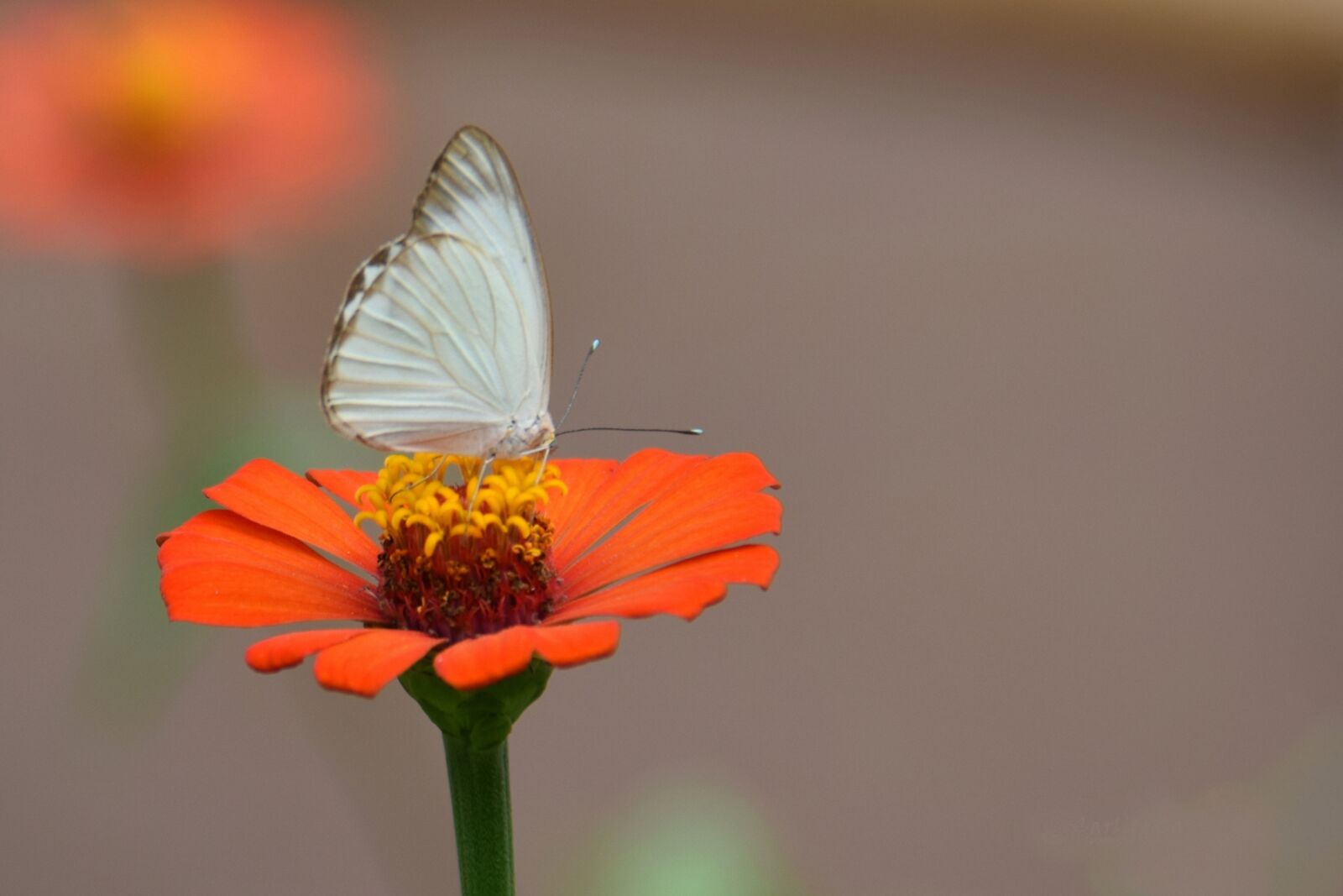 Nikon D5300 sample photo. Butterfly, flower, insect photography