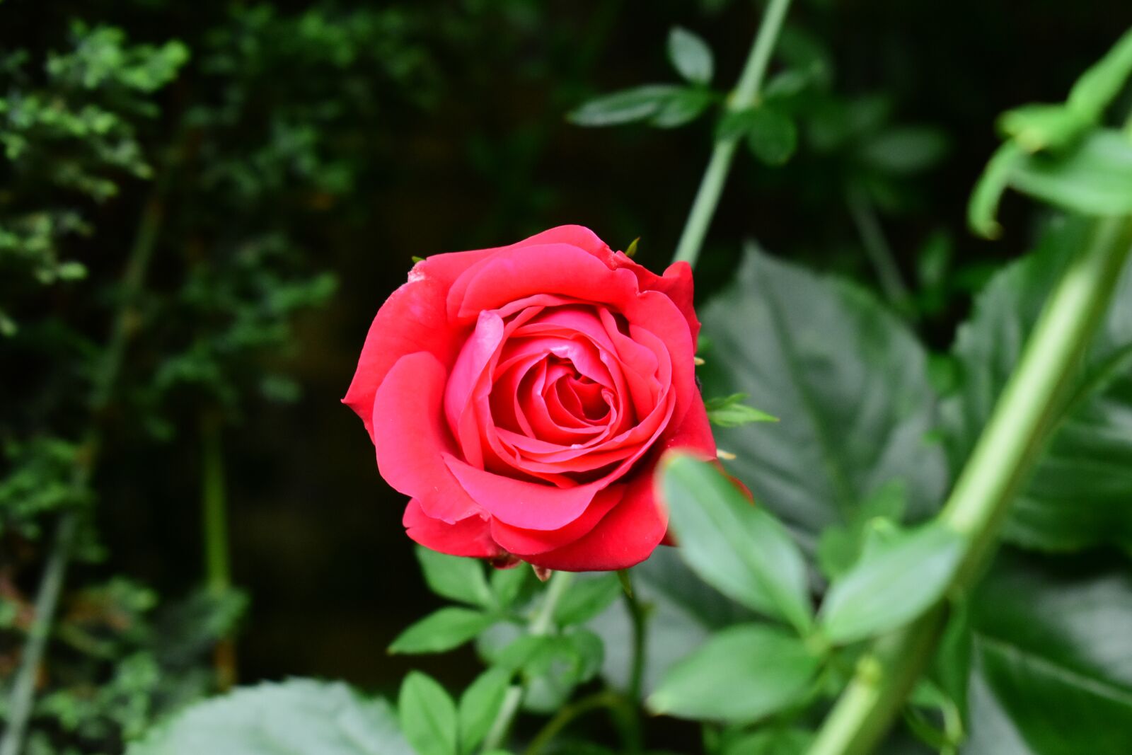Nikon D3400 sample photo. Rose, bright, red photography