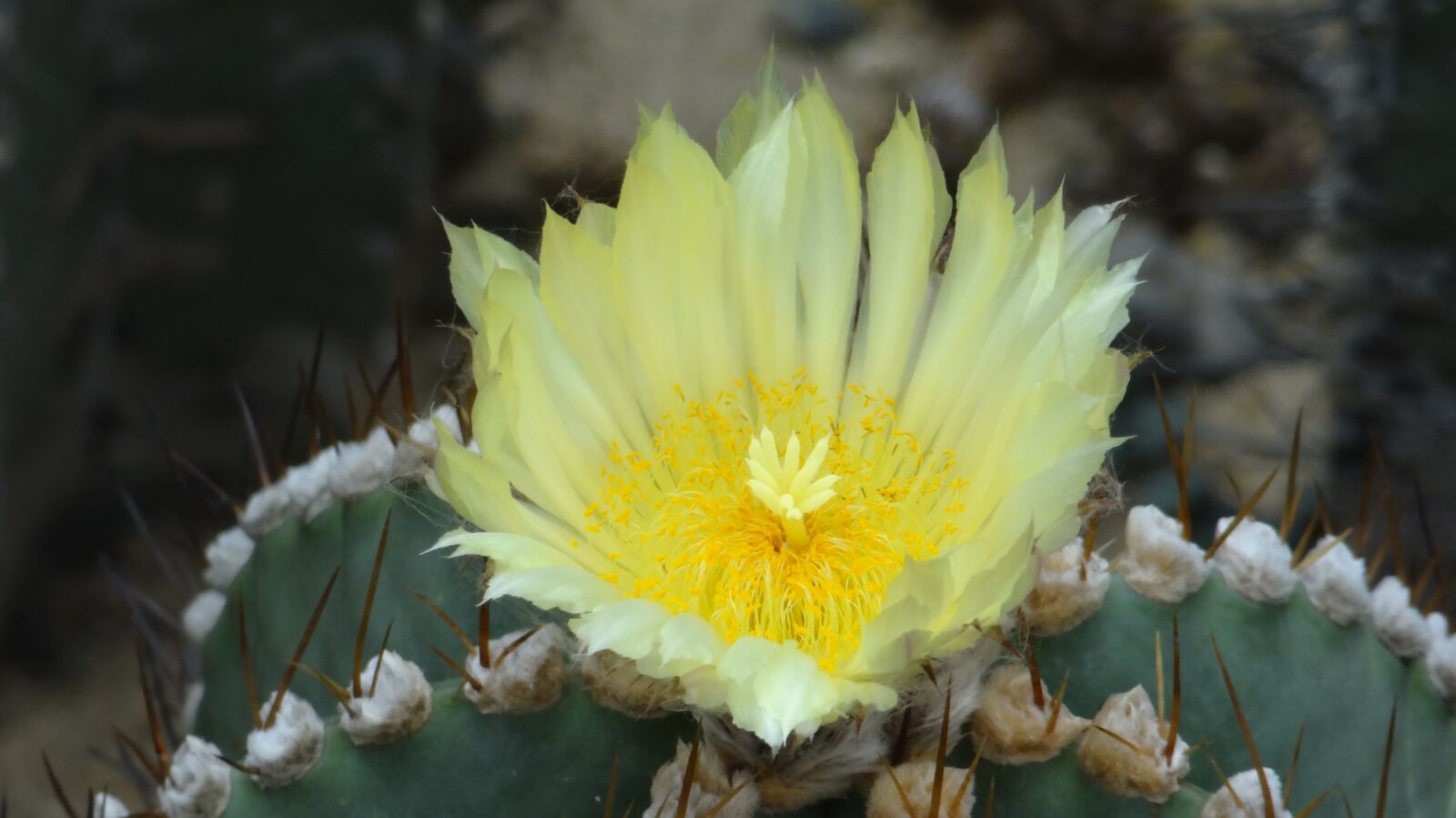 Sony DSC-HX10 sample photo. Cactus flower, cactus, fairy photography