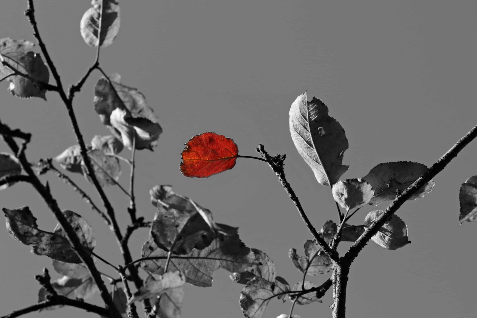 Canon EOS 80D sample photo. Photomontage, nature, leaf, sky photography
