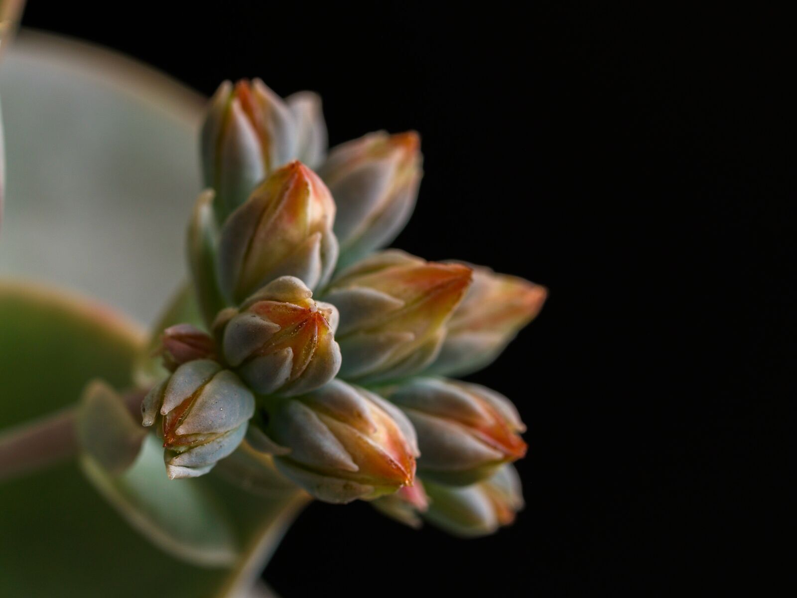 Olympus E-500 (EVOLT E-500) sample photo. Flower, group, rosette photography