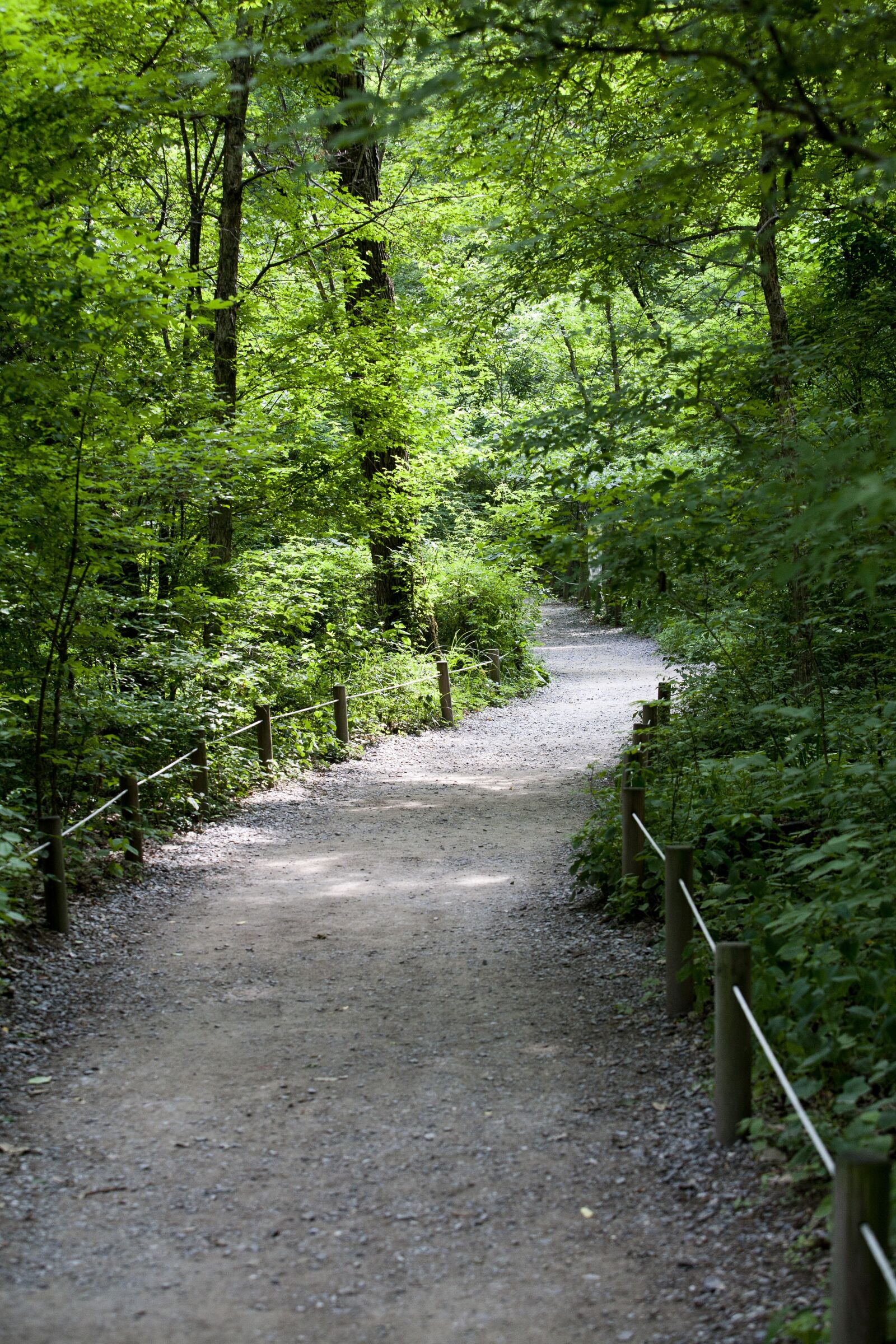 Canon EOS 5D sample photo. Forest, forest road, nature photography